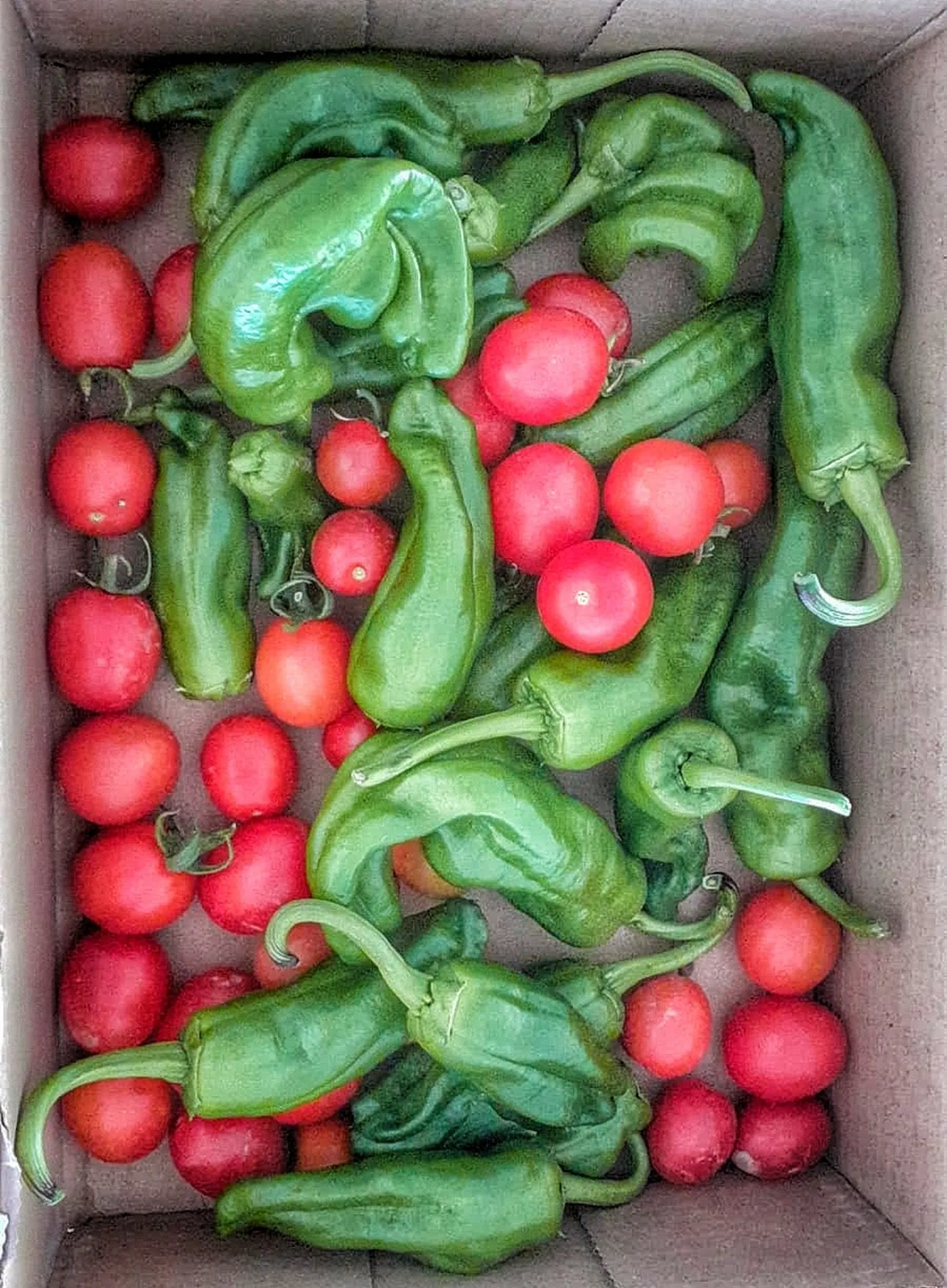 tomates2.jpg