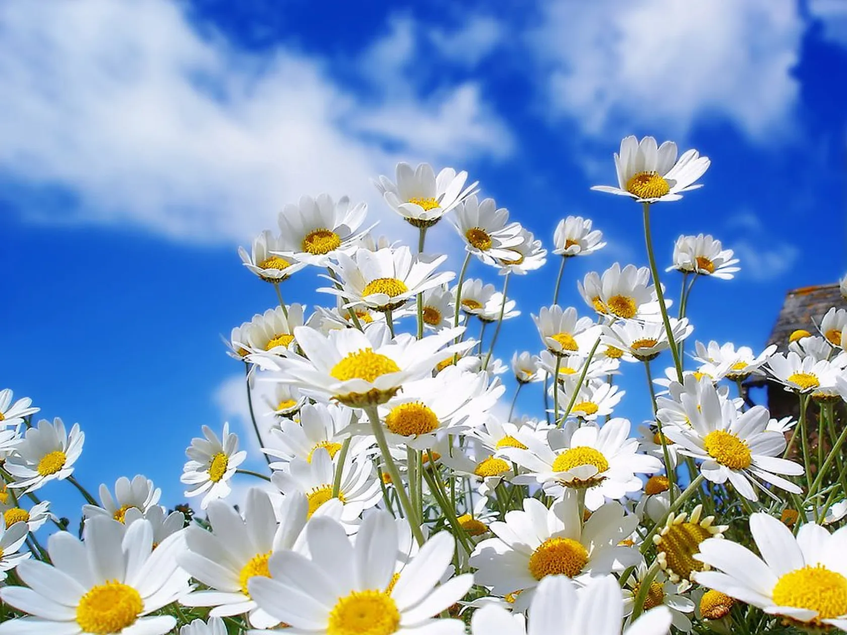 paisajesconfloresnaturales6.jpg