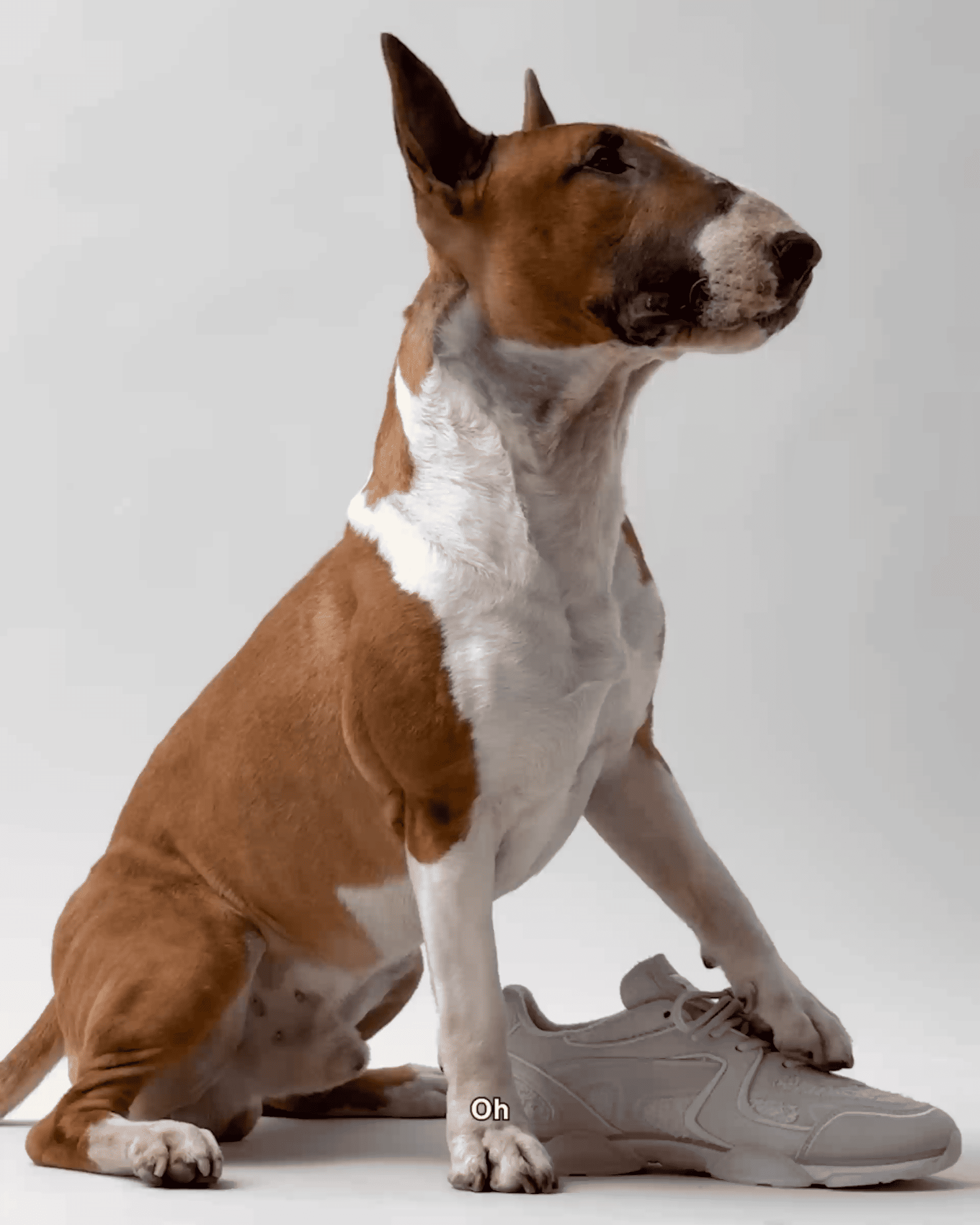 Brown and white dog sitting with a paw on a gray sneaker against a plain background.