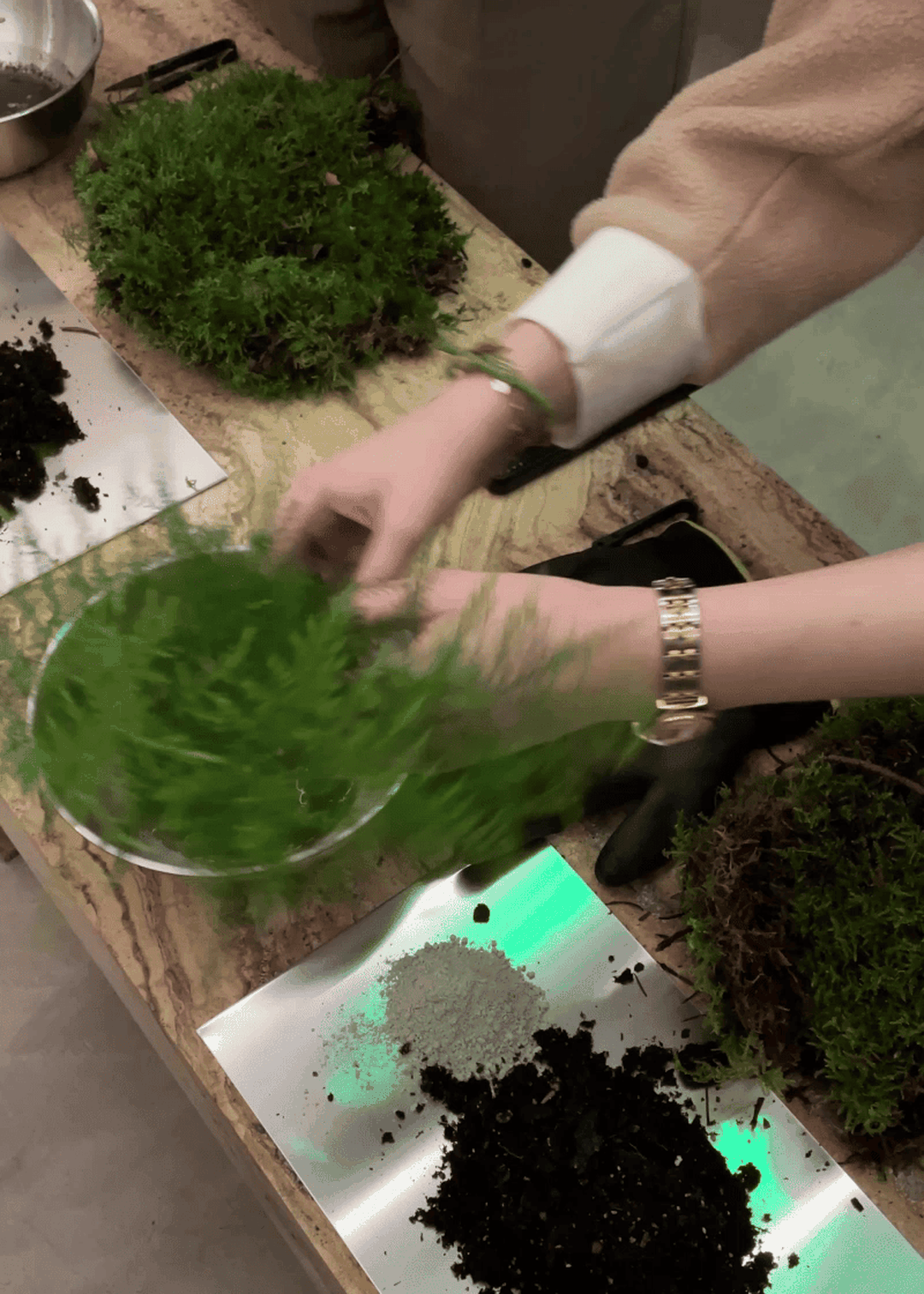 Hands arranging green moss on a metal tray, surrounded by soil and other natural materials on a wooden table.