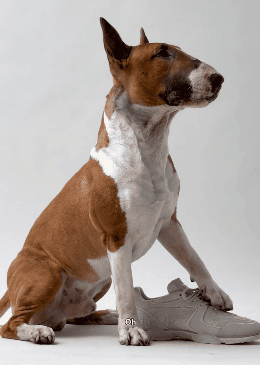Bull Terrier with a white and brown coat, sitting and resting a paw on a white sneaker against a plain background.