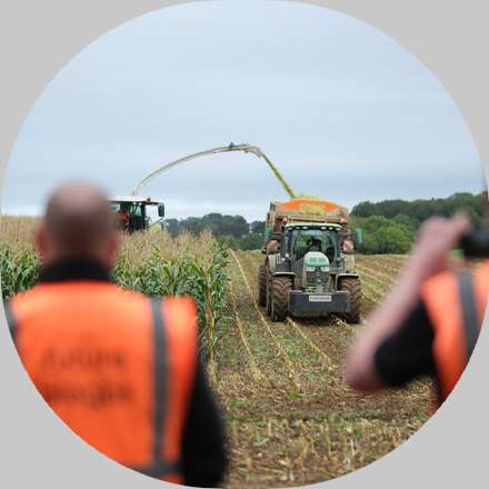 maize being harvested to for energy production with two figures watching on in the foreground