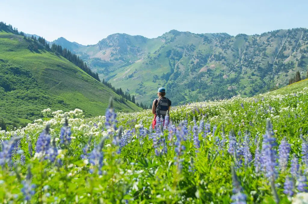 Person with a backpack stands in a lush meadow of wildflowers, surrounded by green hills and distant mountains under a clear sky.