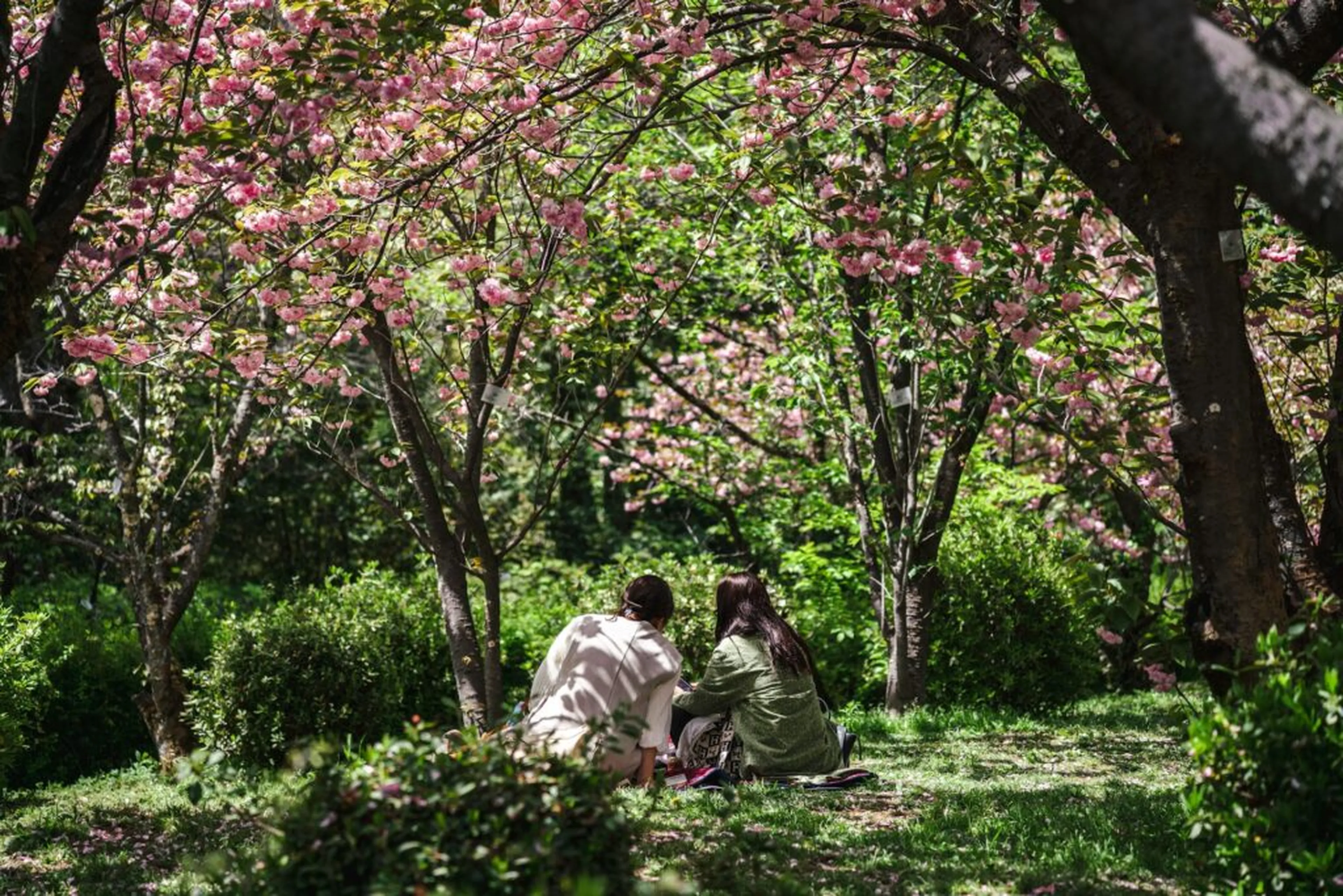 Two people sit on grass beneath blossoming cherry trees, surrounded by vibrant greenery, enjoying a peaceful spring day.