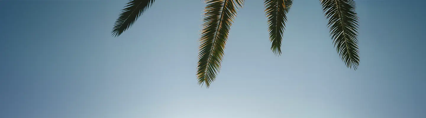 Palm fronds extending into a clear blue sky, creating a tropical and serene atmosphere.