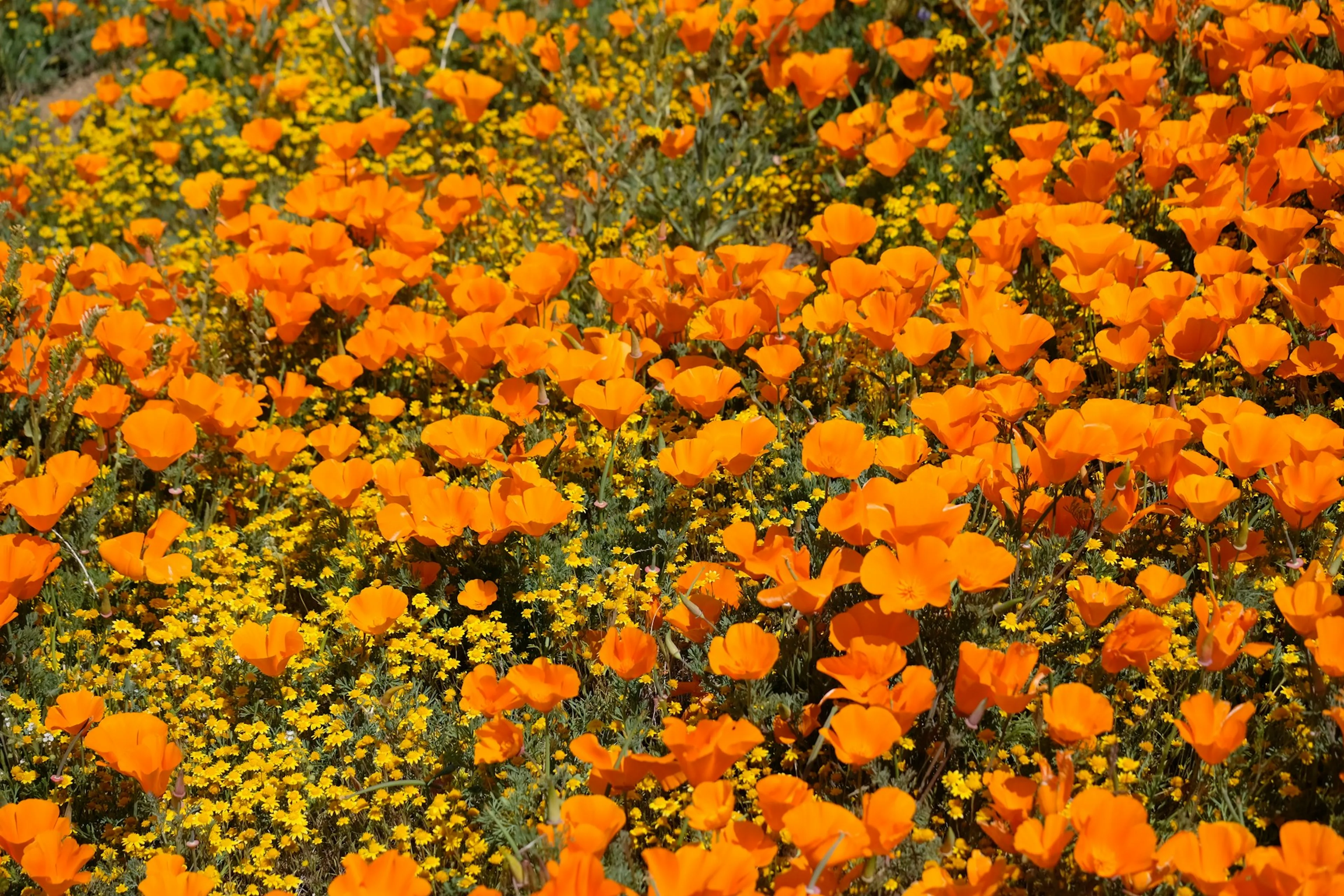 Orange flowers in the California blooms