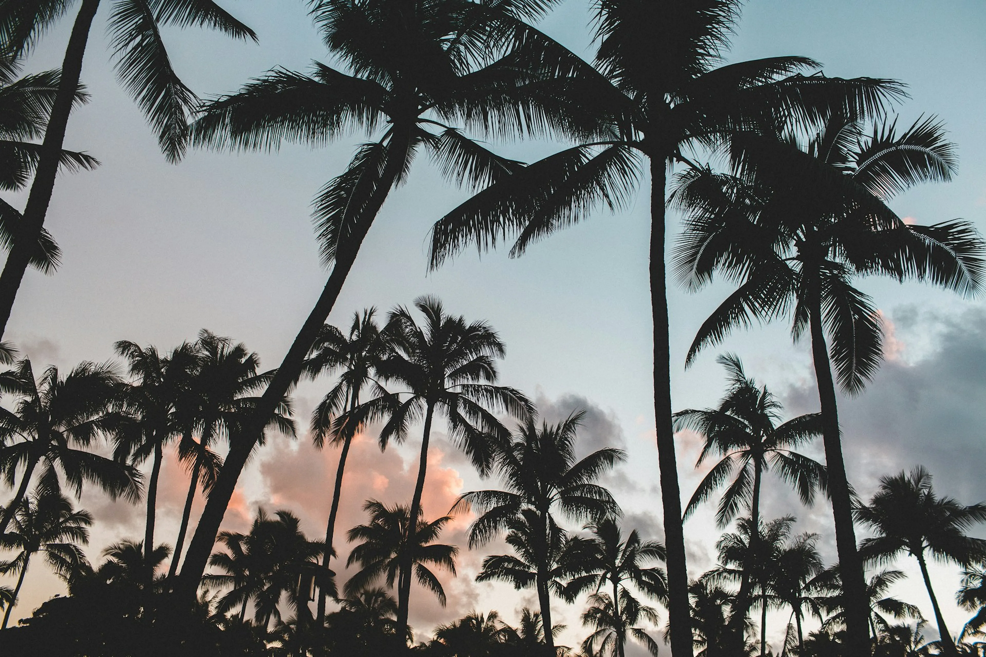 Silhouettes of tall palm trees against a vibrant sunset sky with clouds, creating a tropical and serene atmosphere.