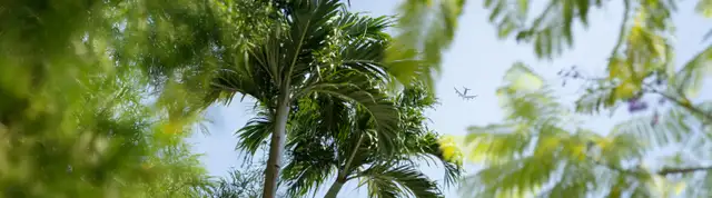 A plane is visible through lush green palm leaves against a clear blue sky.