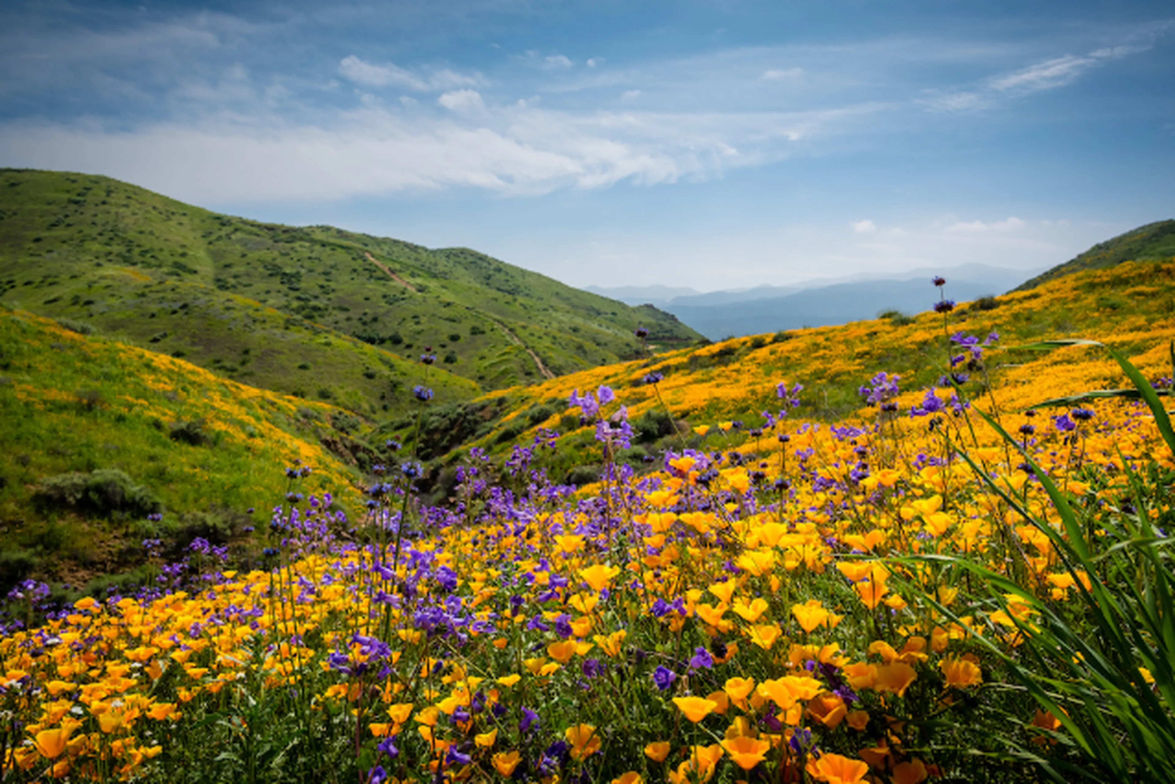California super blooms