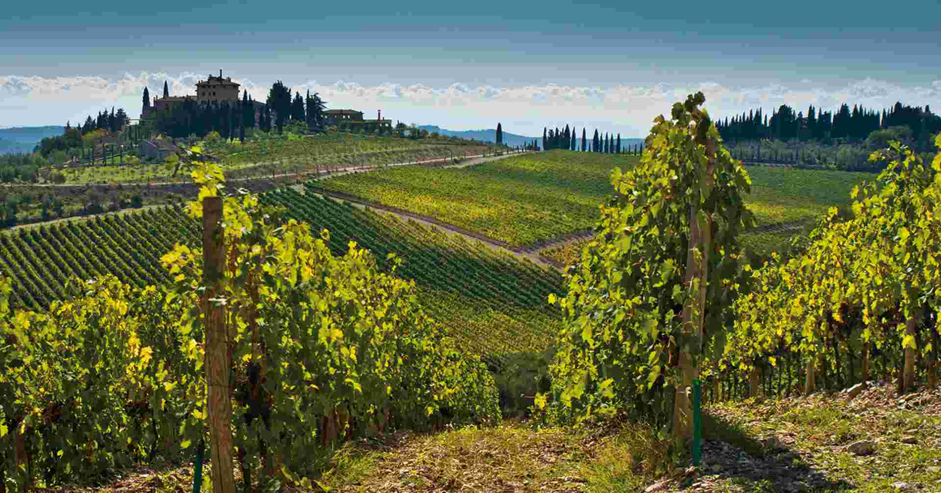 Panoramic view of scenic Tuscany landscape with vineyard in the Chianti region, Tuscany, Italy