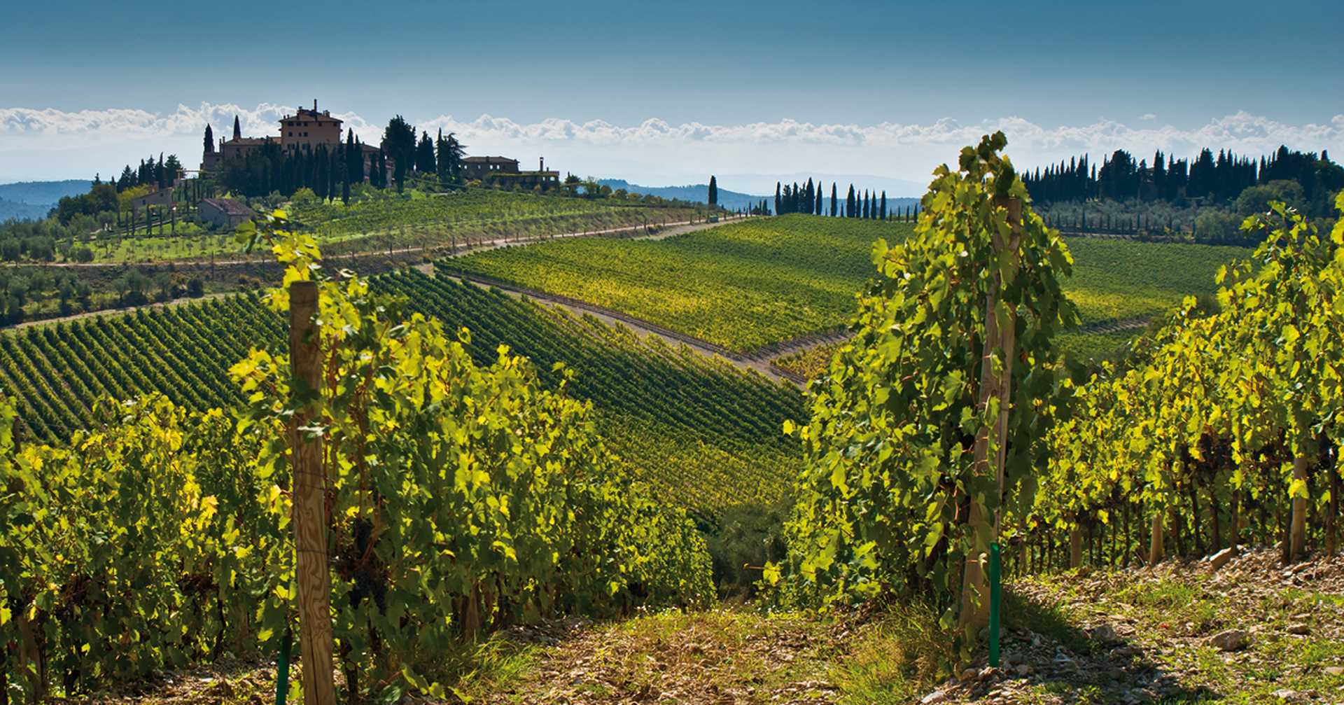 Panoramic view of scenic Tuscany landscape with vineyard in the Chianti region, Tuscany, Italy