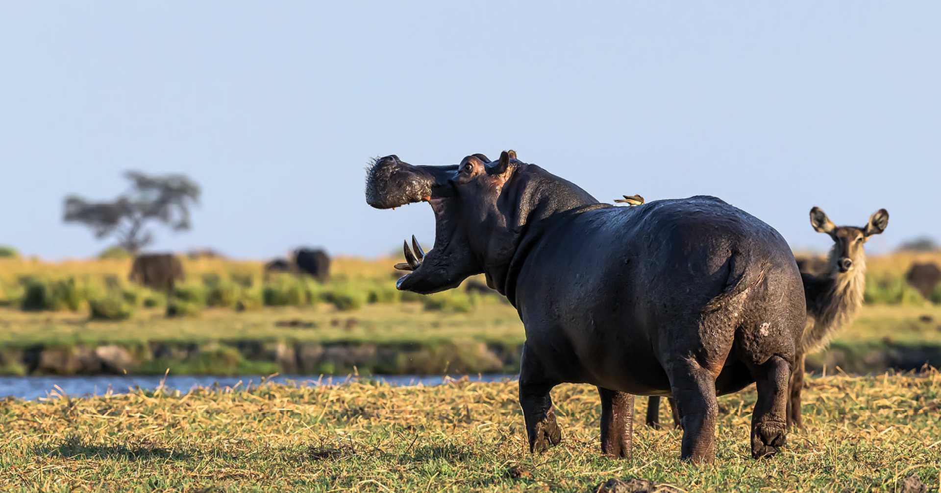 Hippo in Chobe National Park