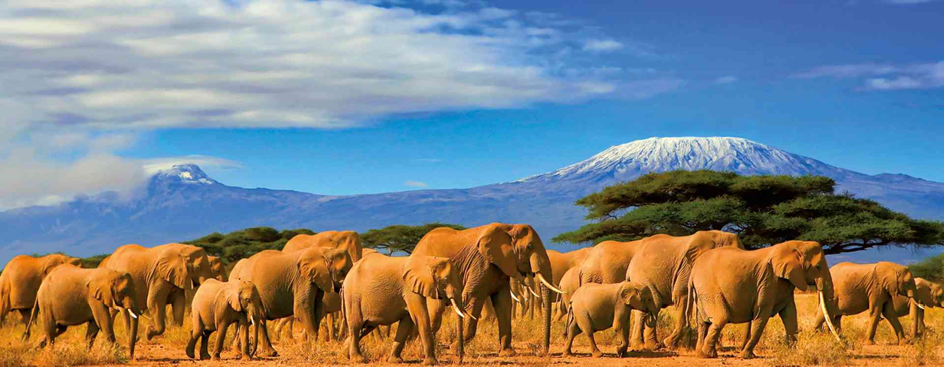 African elephants on a safari trip to Kenya and a snow capped Kilimanjaro mountain in Tanzania in the background