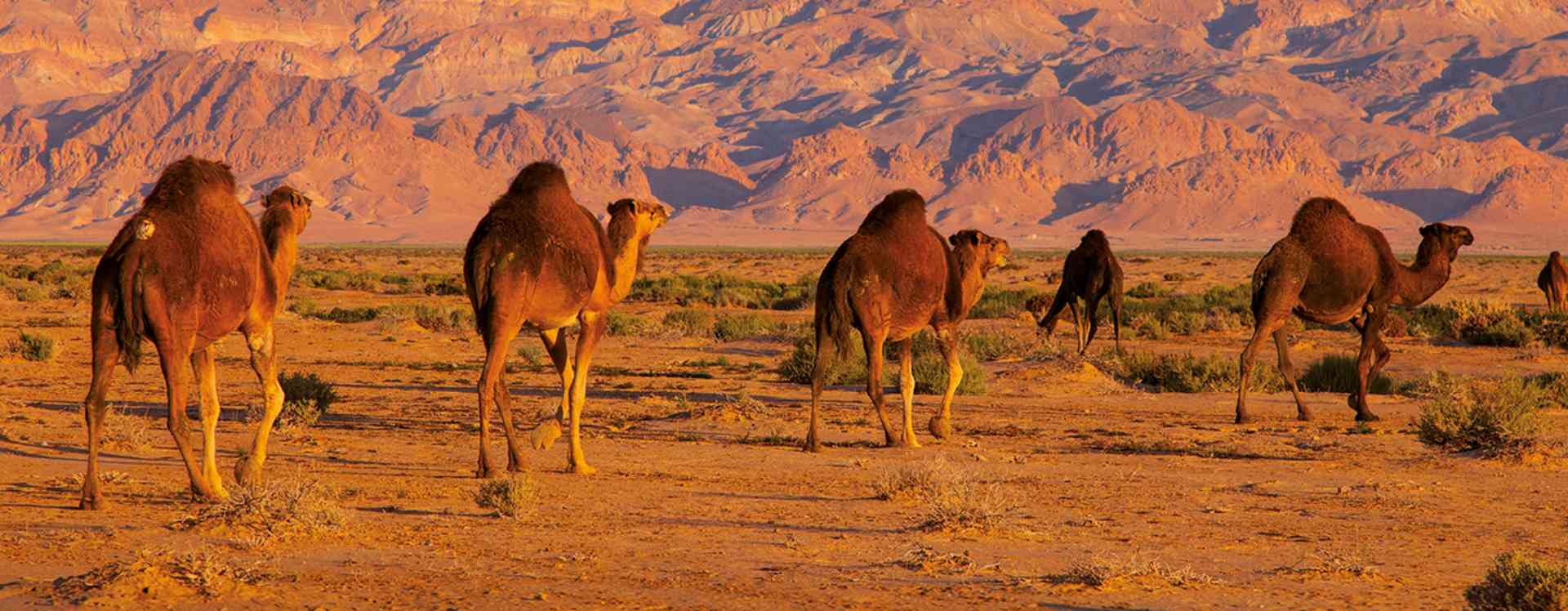 Dromedary Camels, Tunisia
