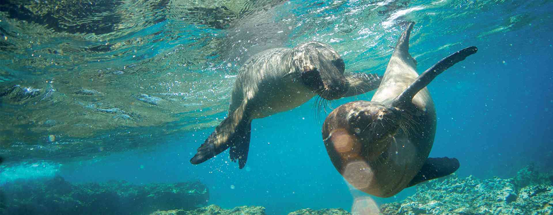 Sea lions in the sea around the Galapagos Islands