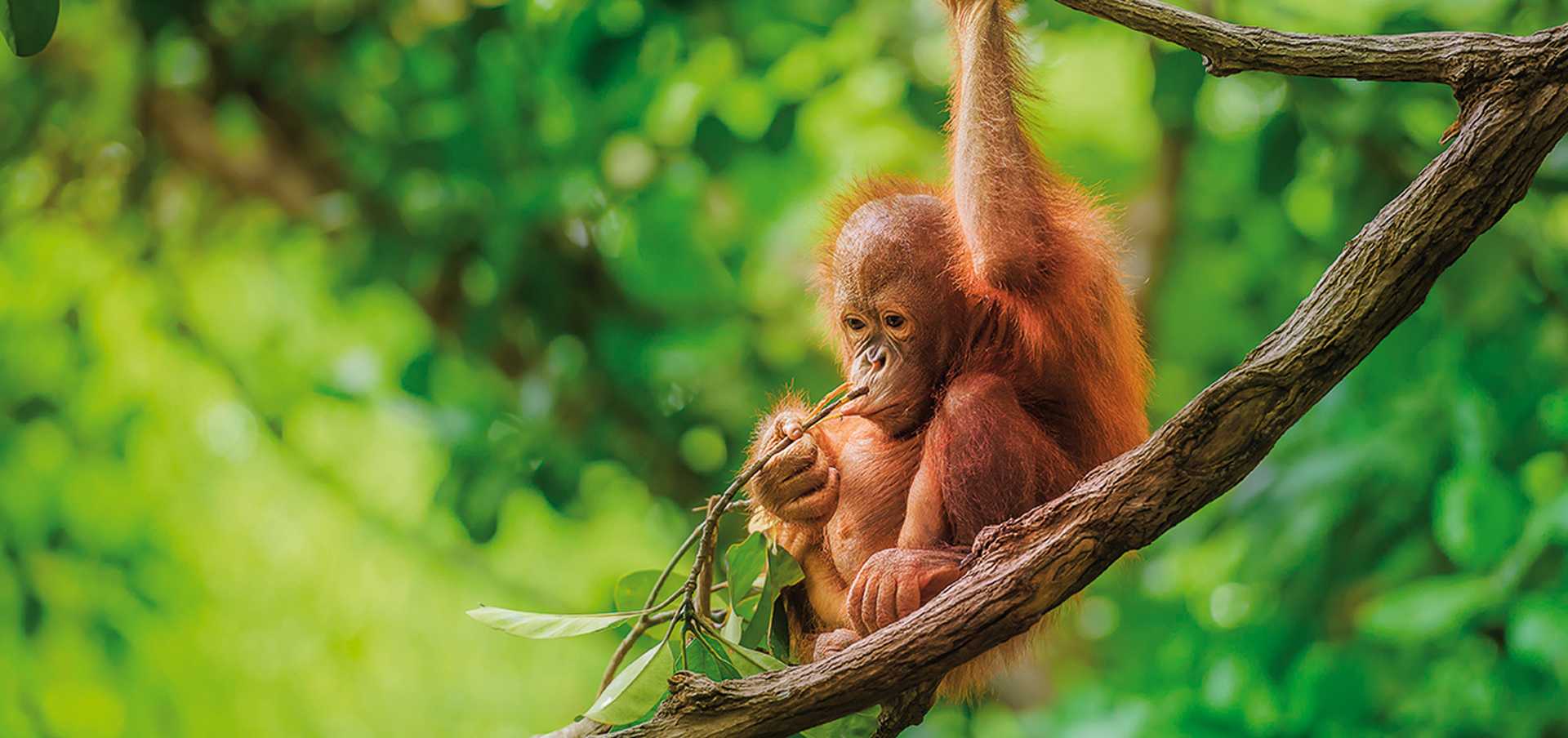 Look out for baby orangutans