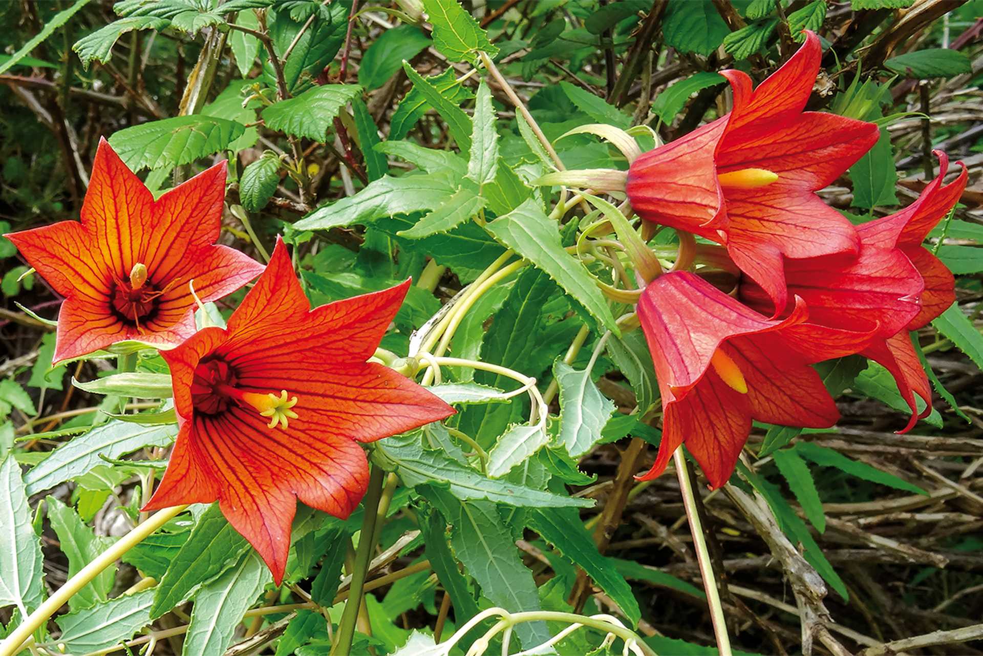 Blossoms of Canary Island Bellflower, (Canarina canariensis)