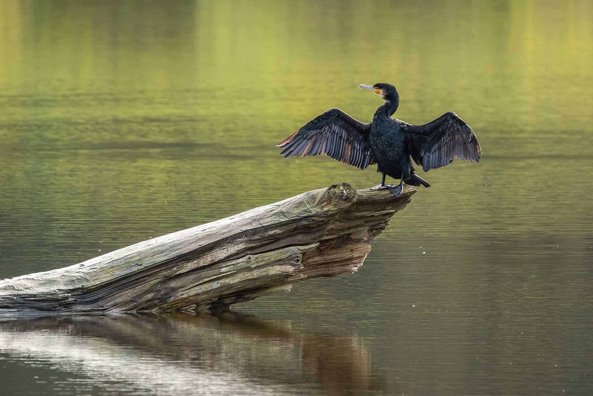 A Great Cormorant, Doñana National Park, Spain