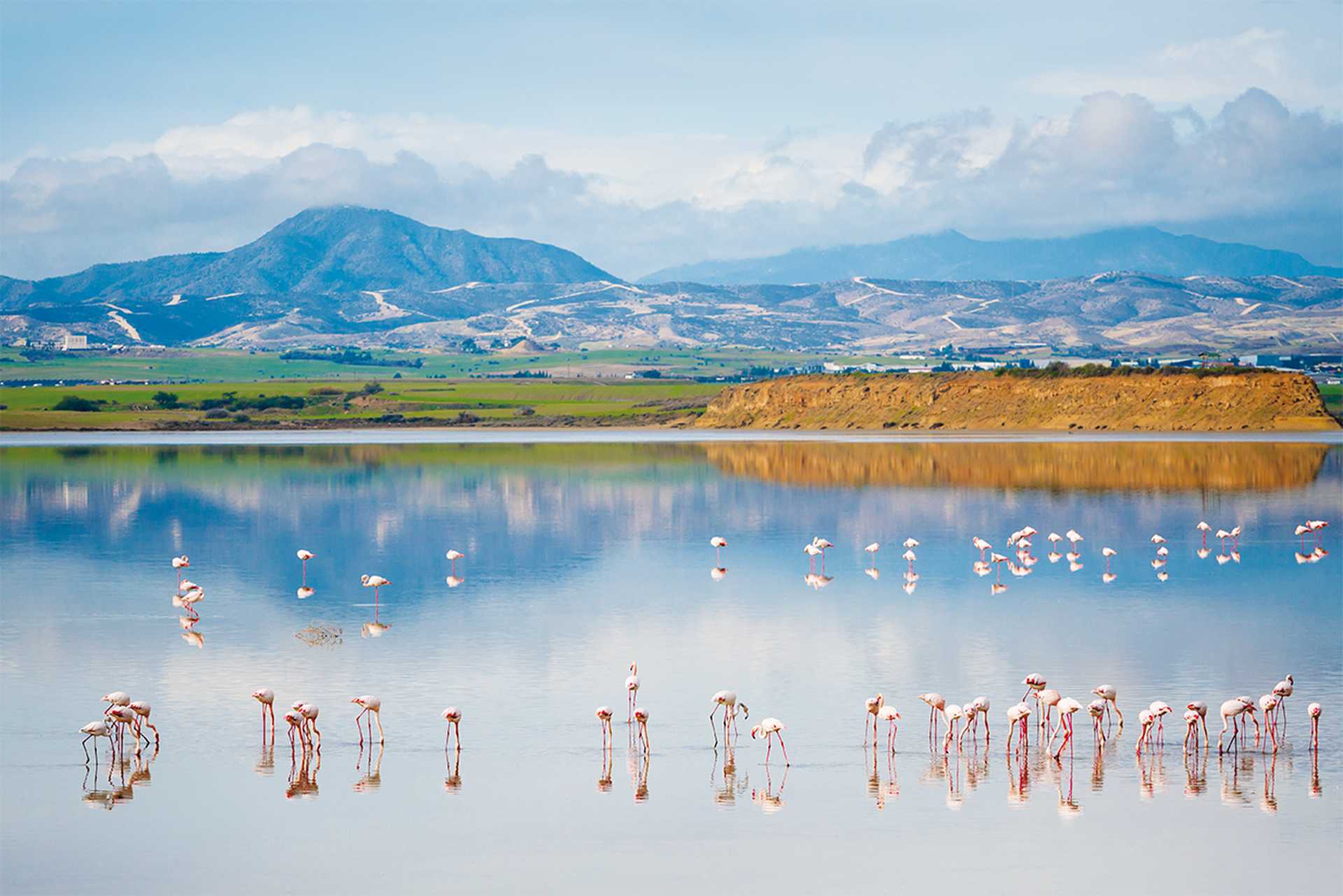 Salt lake full of pink flamingos, Cyprus