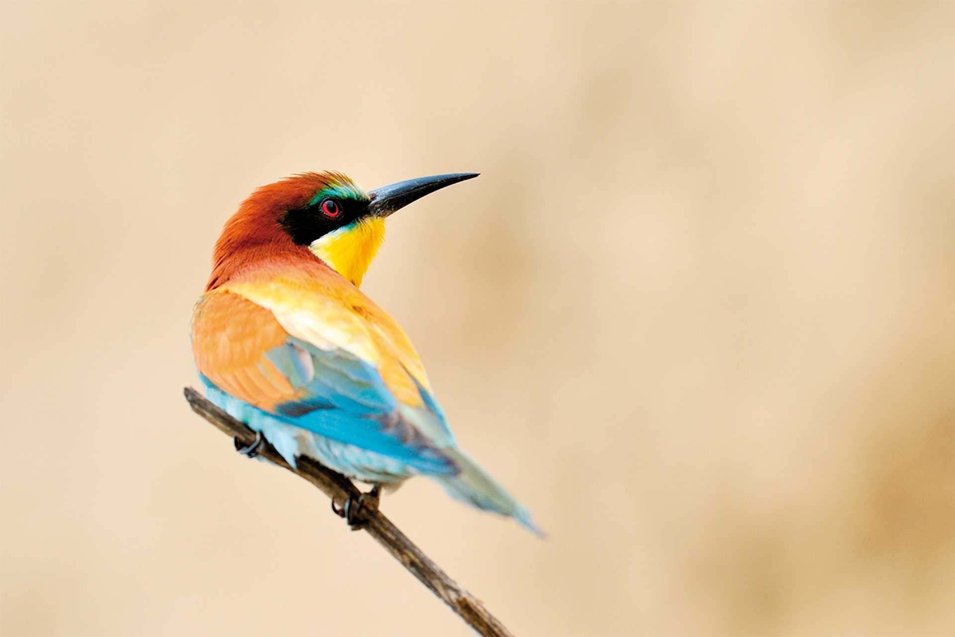 Bee Eater