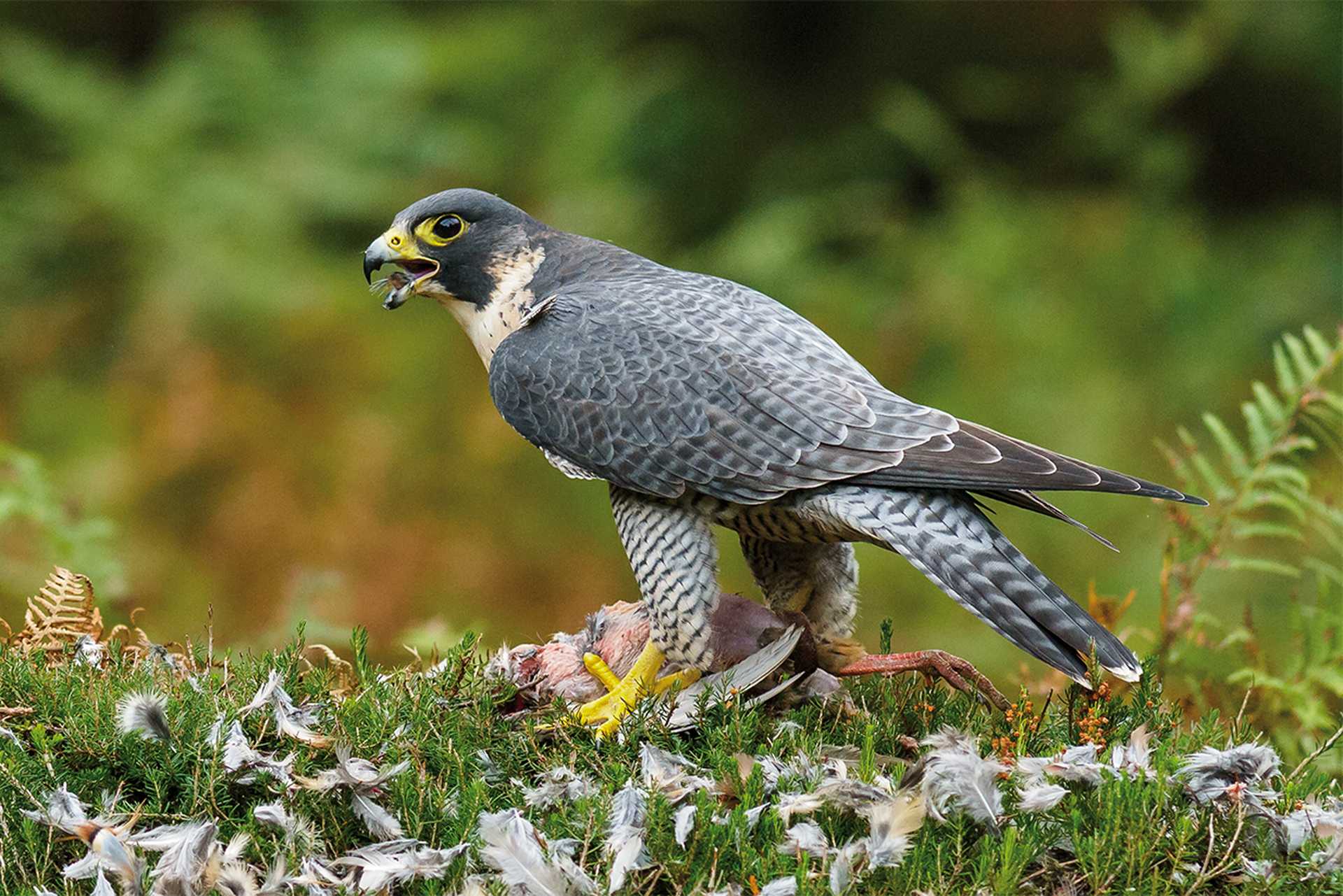 Try to spot a Peregrine Falcon