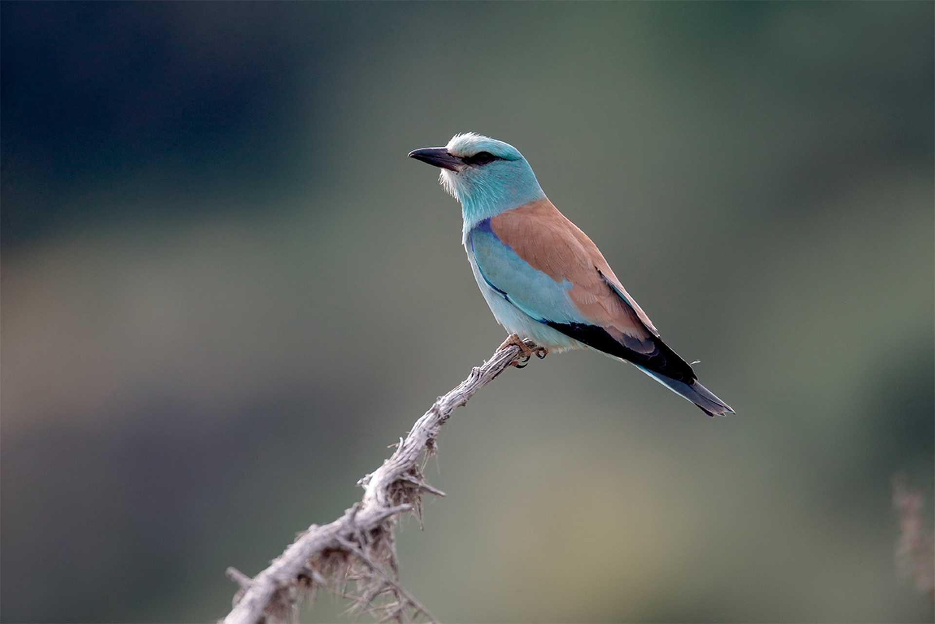 European Roller