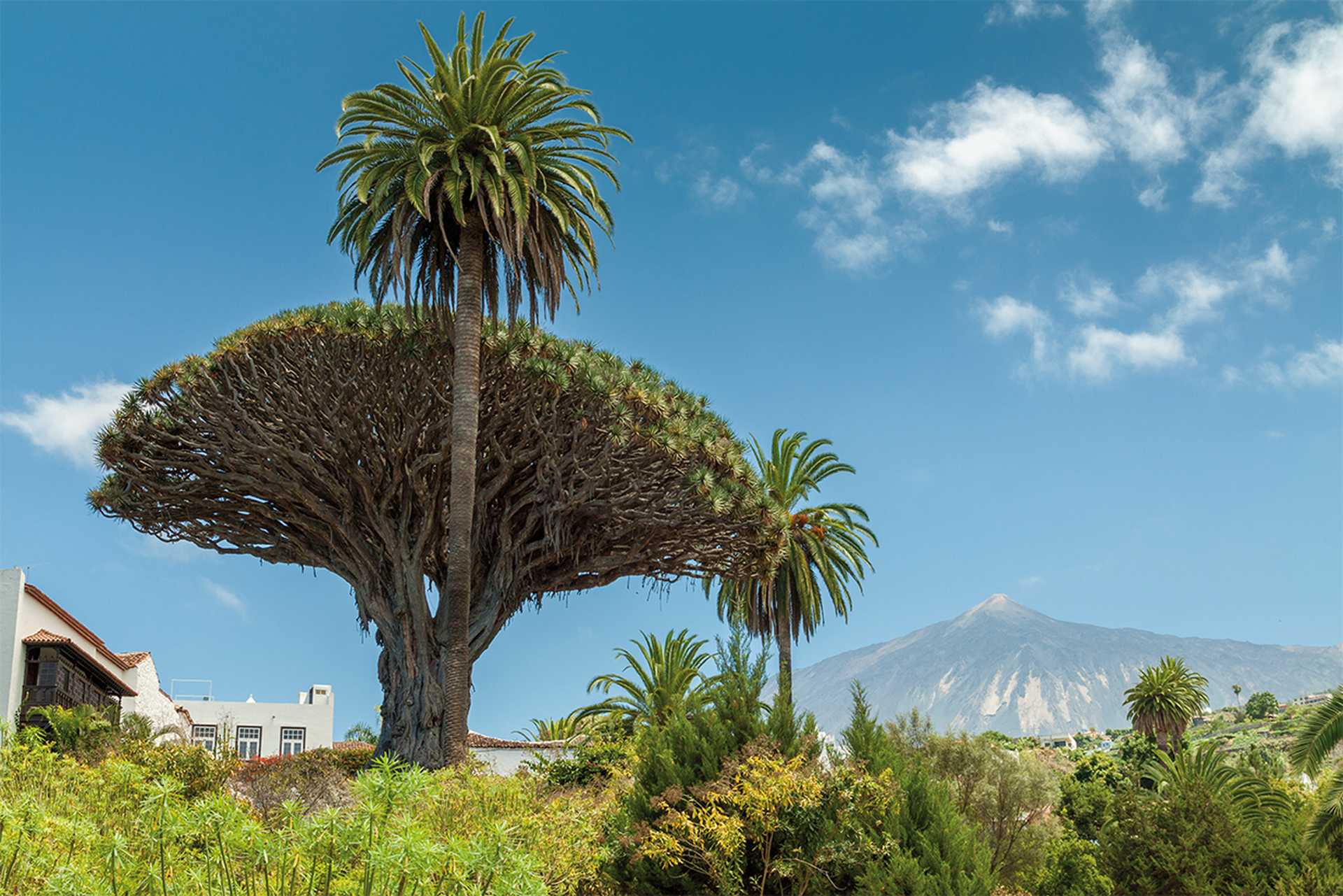 Drago of Icod with Mount Teide
