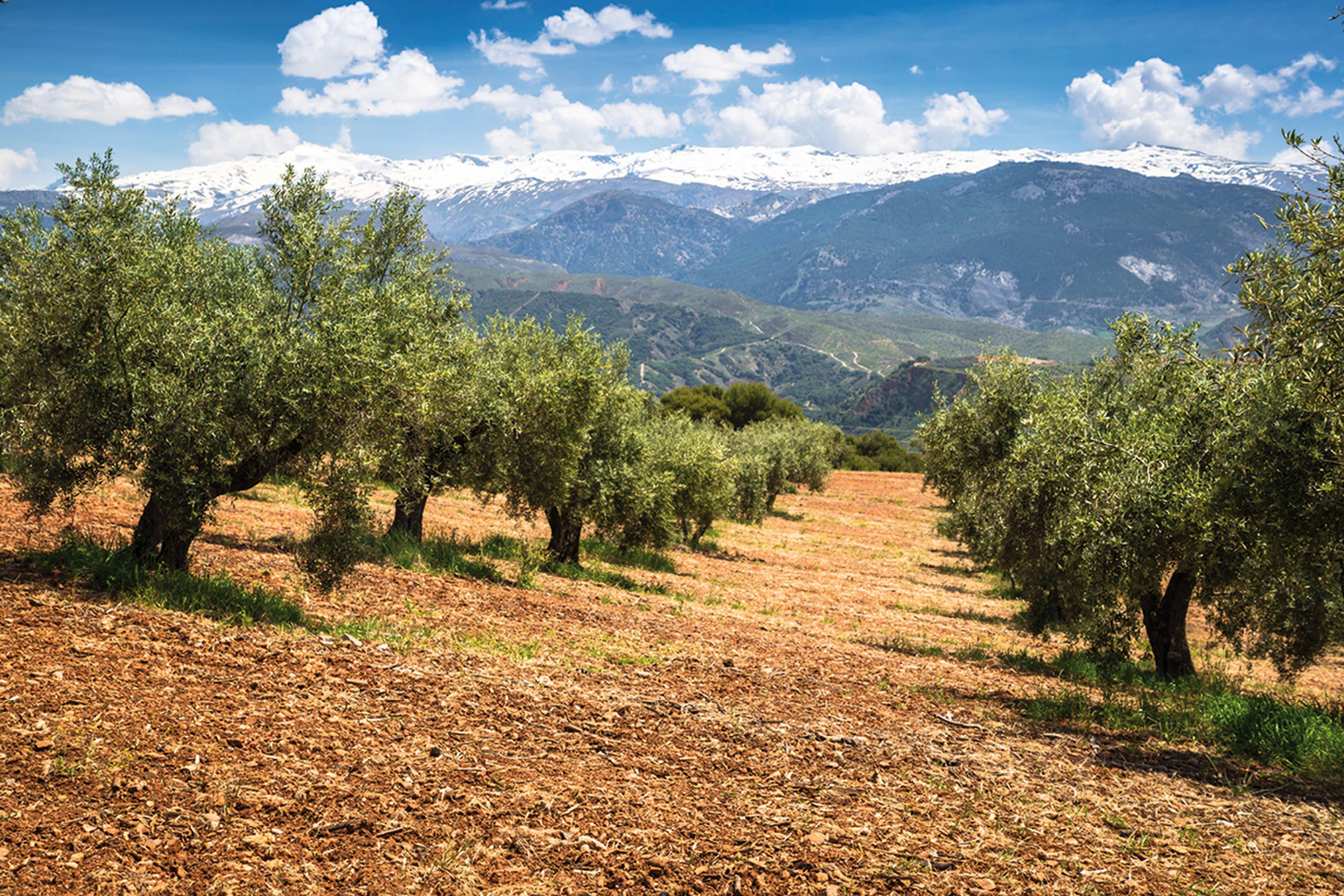 Beautiful valley with old olive trees in Granada, Spain. SPIN: Nature & Conservation in Andalucía