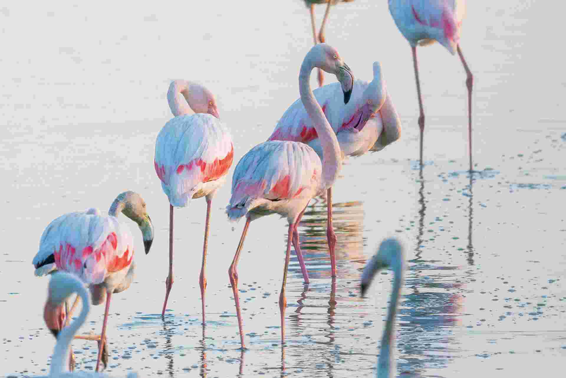 Birdwatching in Cadiz