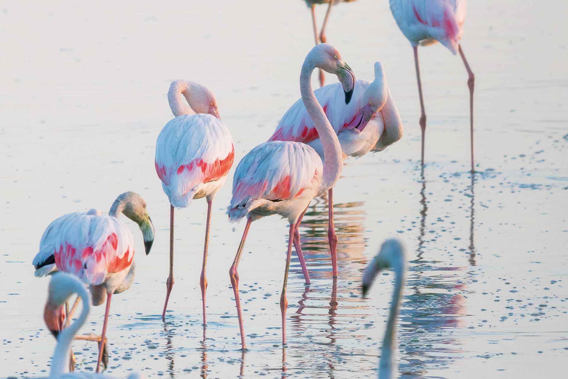 Flamingos in Doñana National Park, Spain