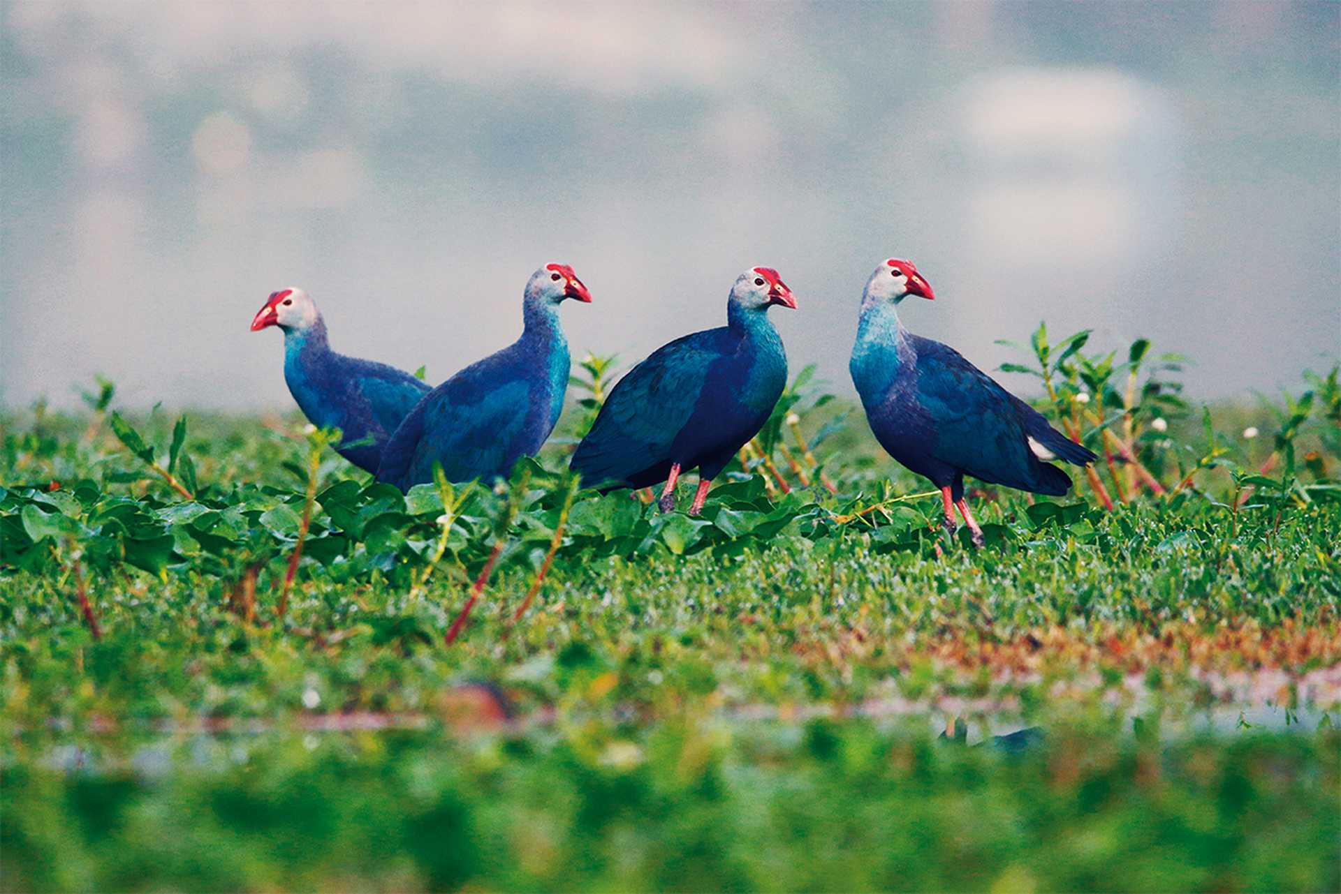Purple swamphens
