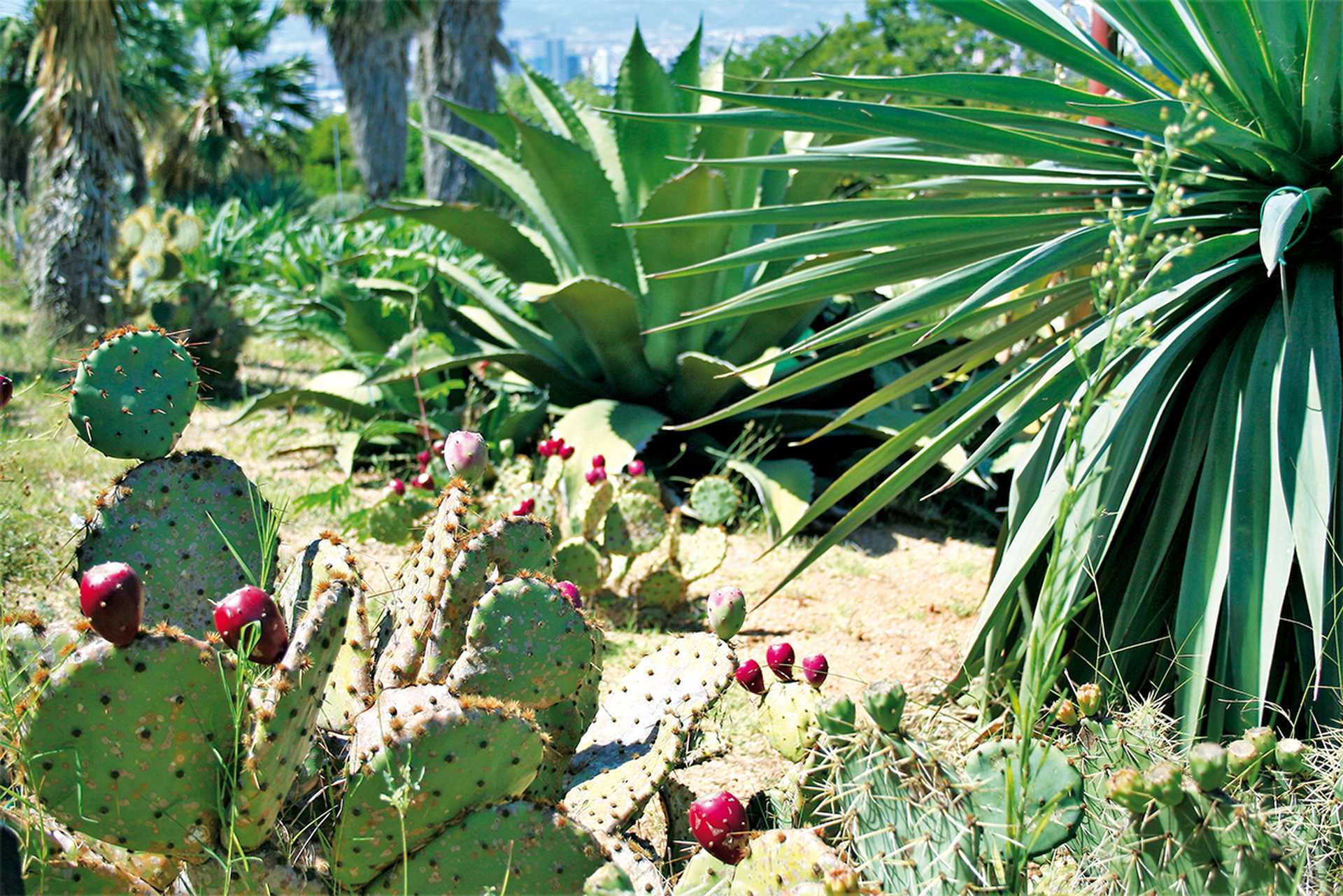 Botanical garden on Montjuic hill 