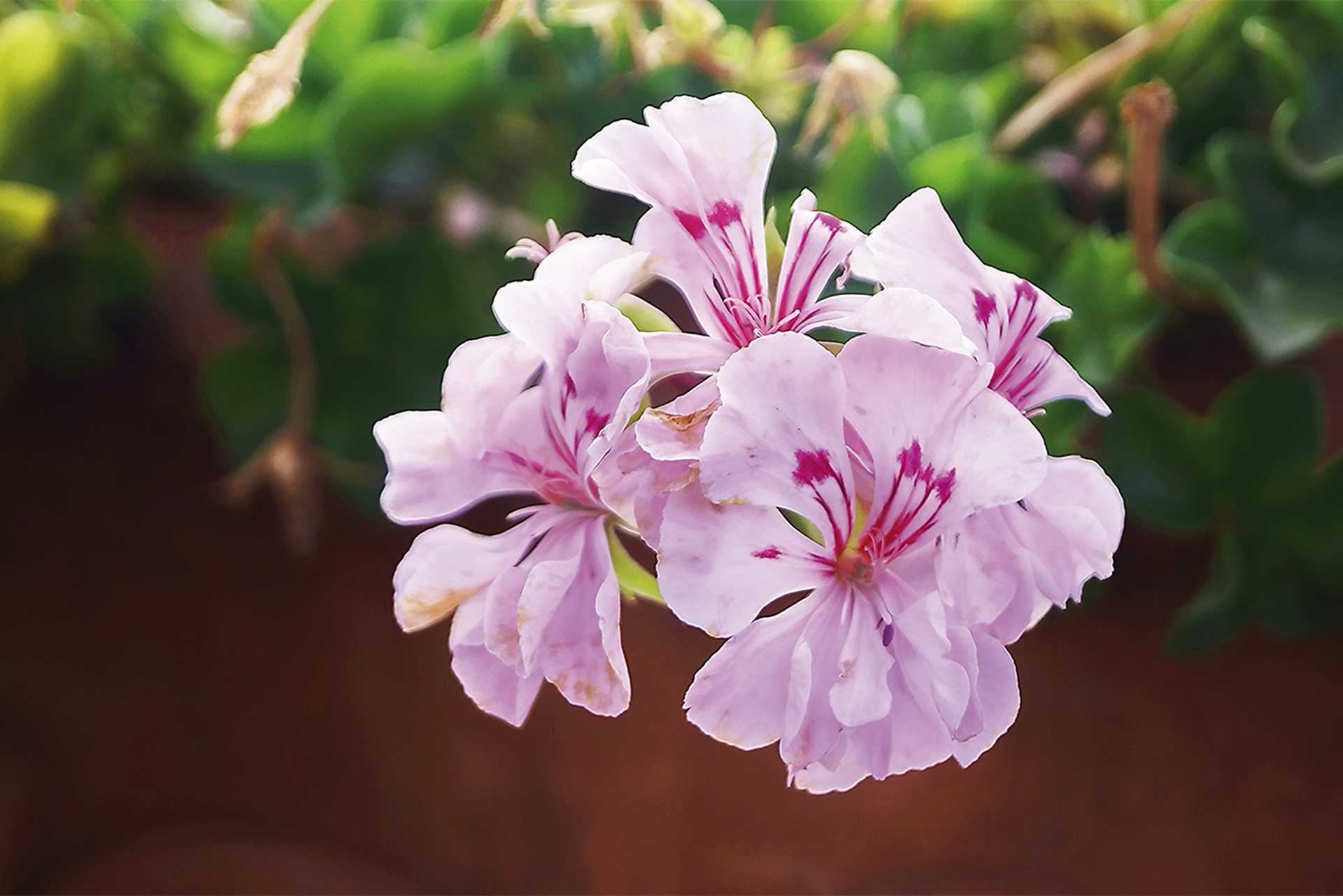 Geraniums in the gardens of the Villa Medicea in Poggio