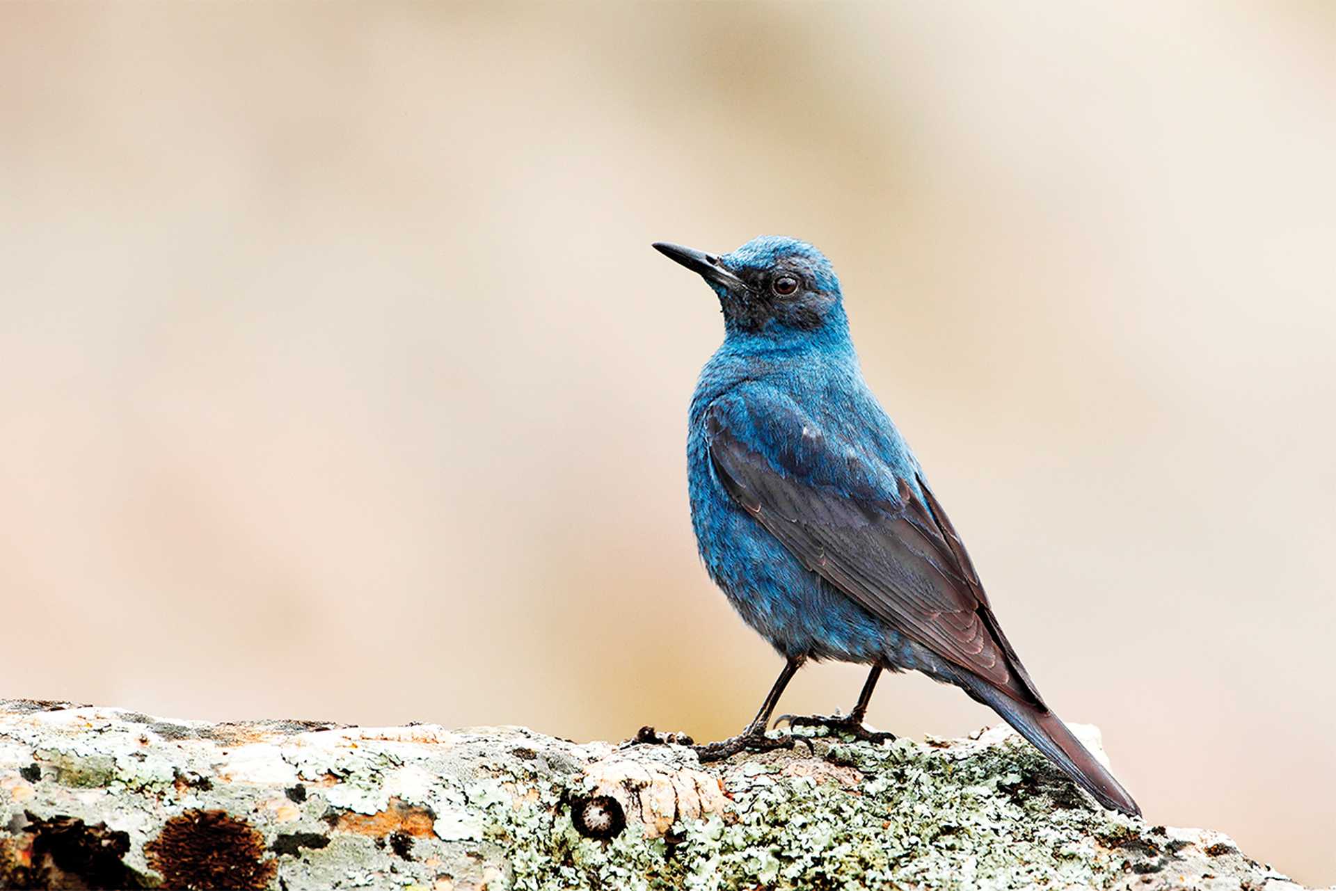 A Blue Rock Thrush