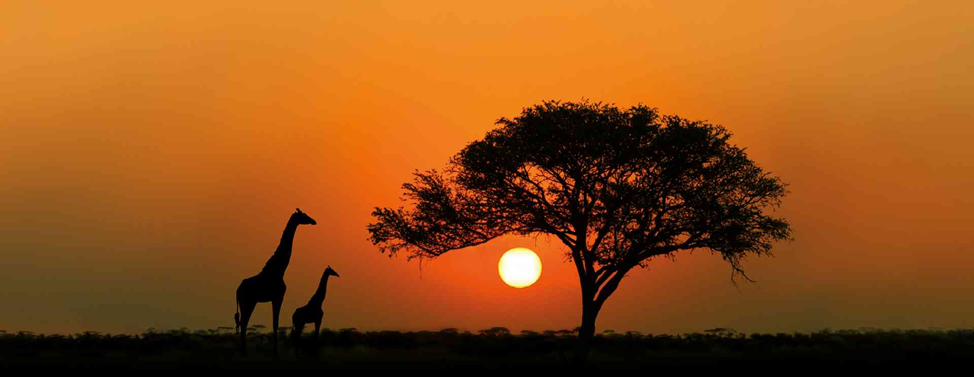 Giraffes at sunset