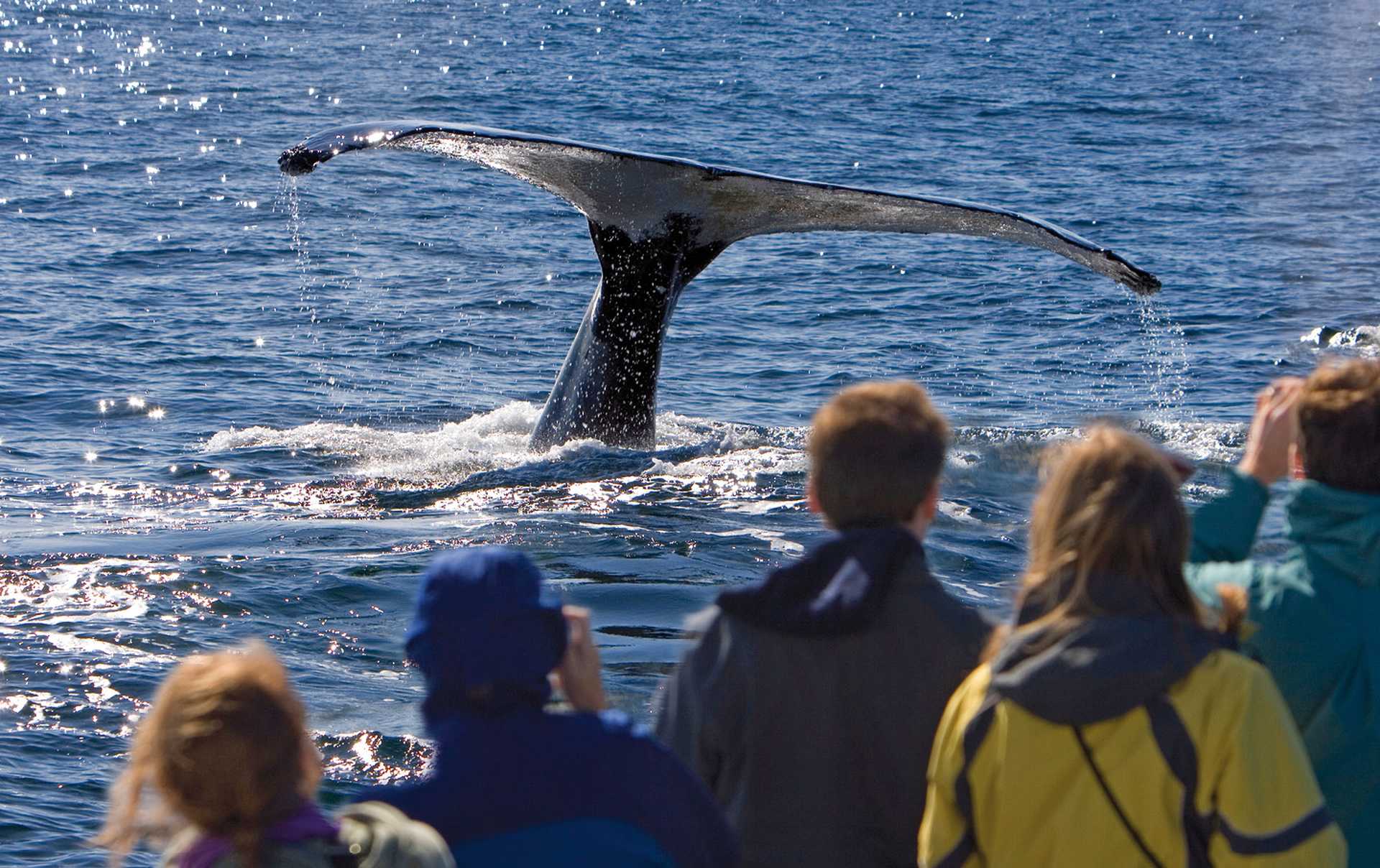 Whale watching