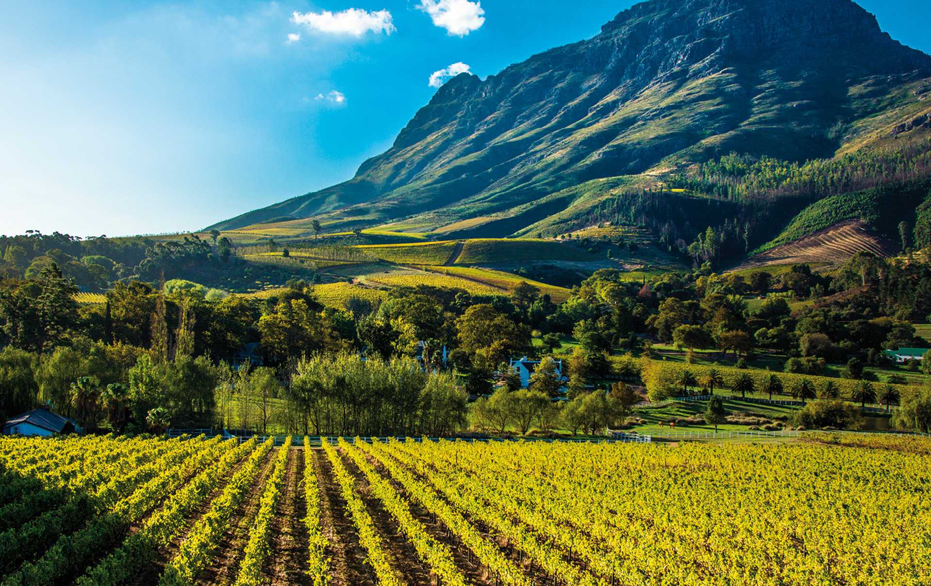 Vineyards, Winelands, South Africa