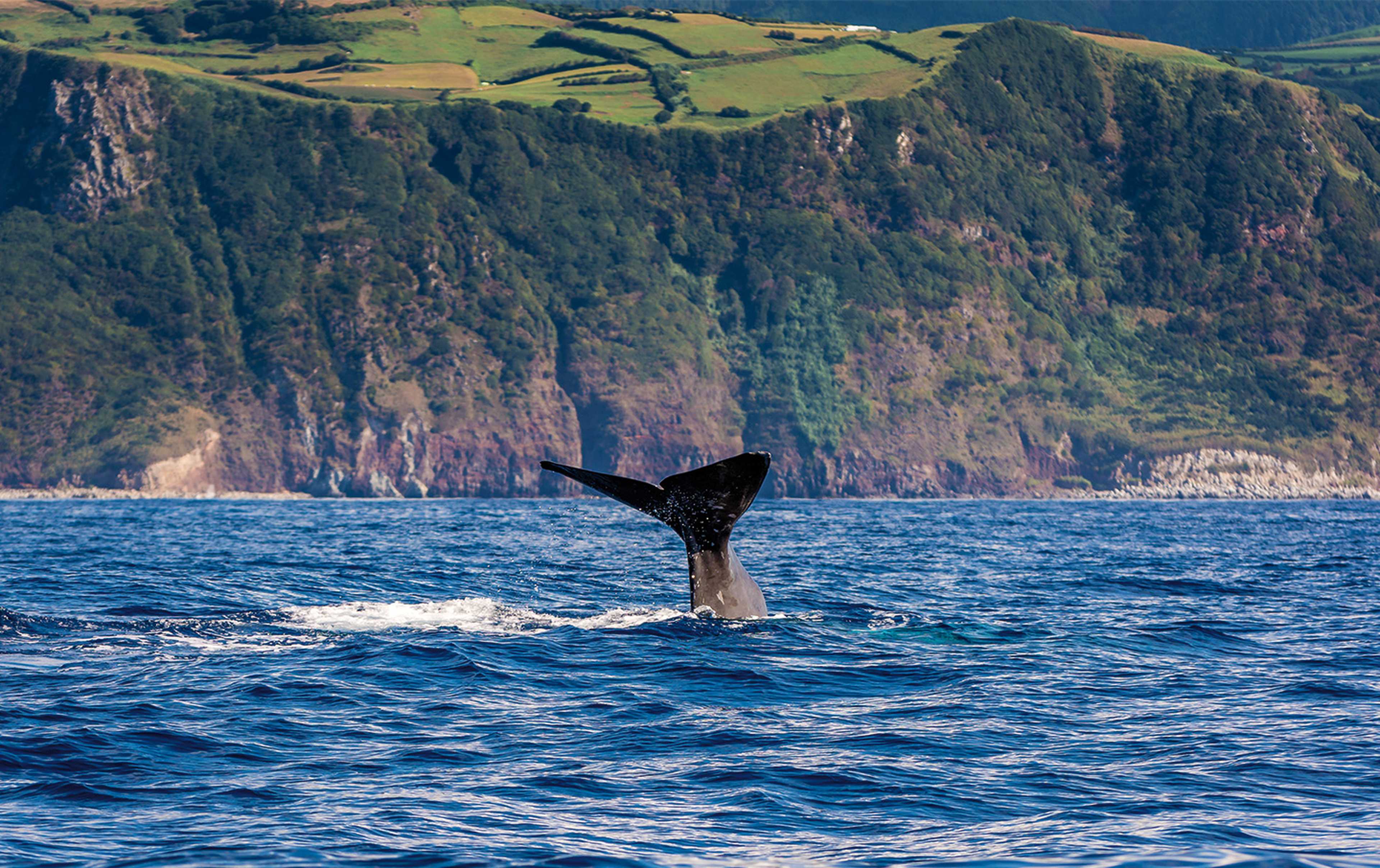 Islands of the Azores: where to go