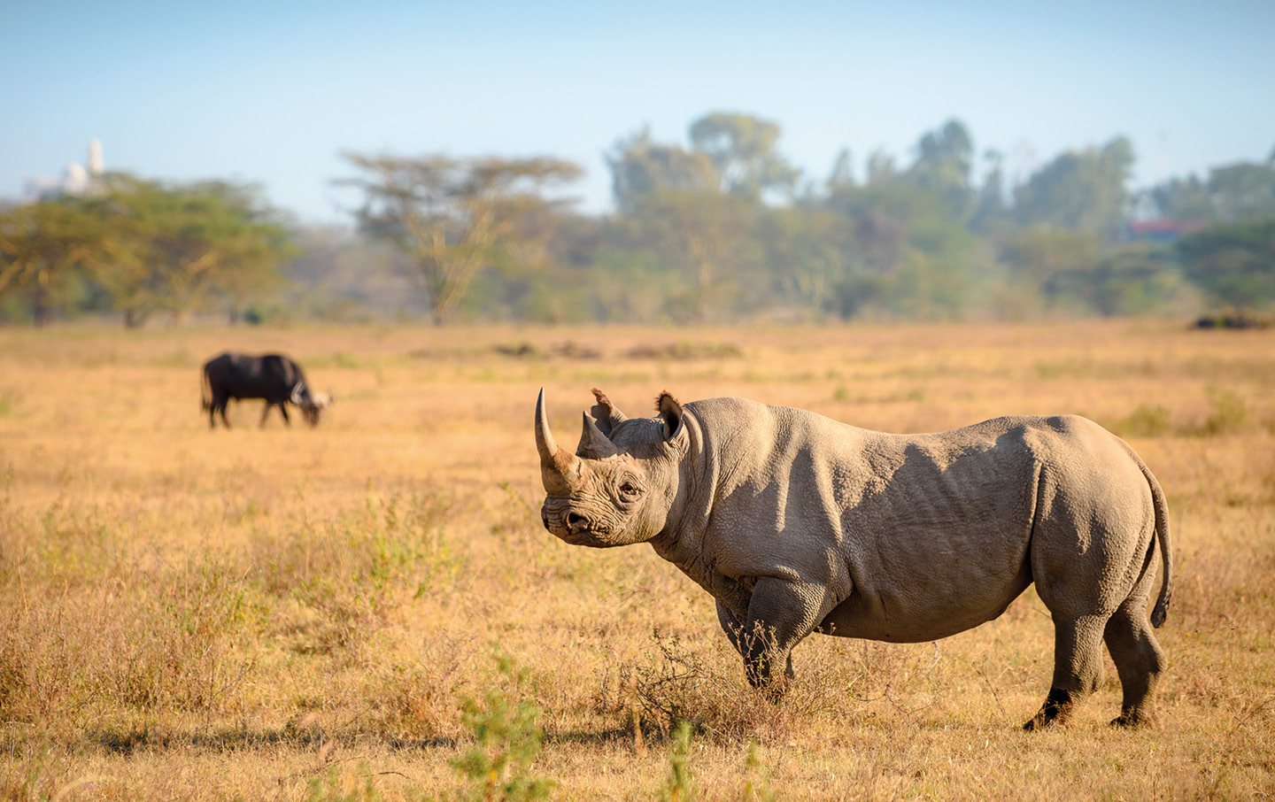 When is the Best Time to Go on an African Safari? - Saga Holidays