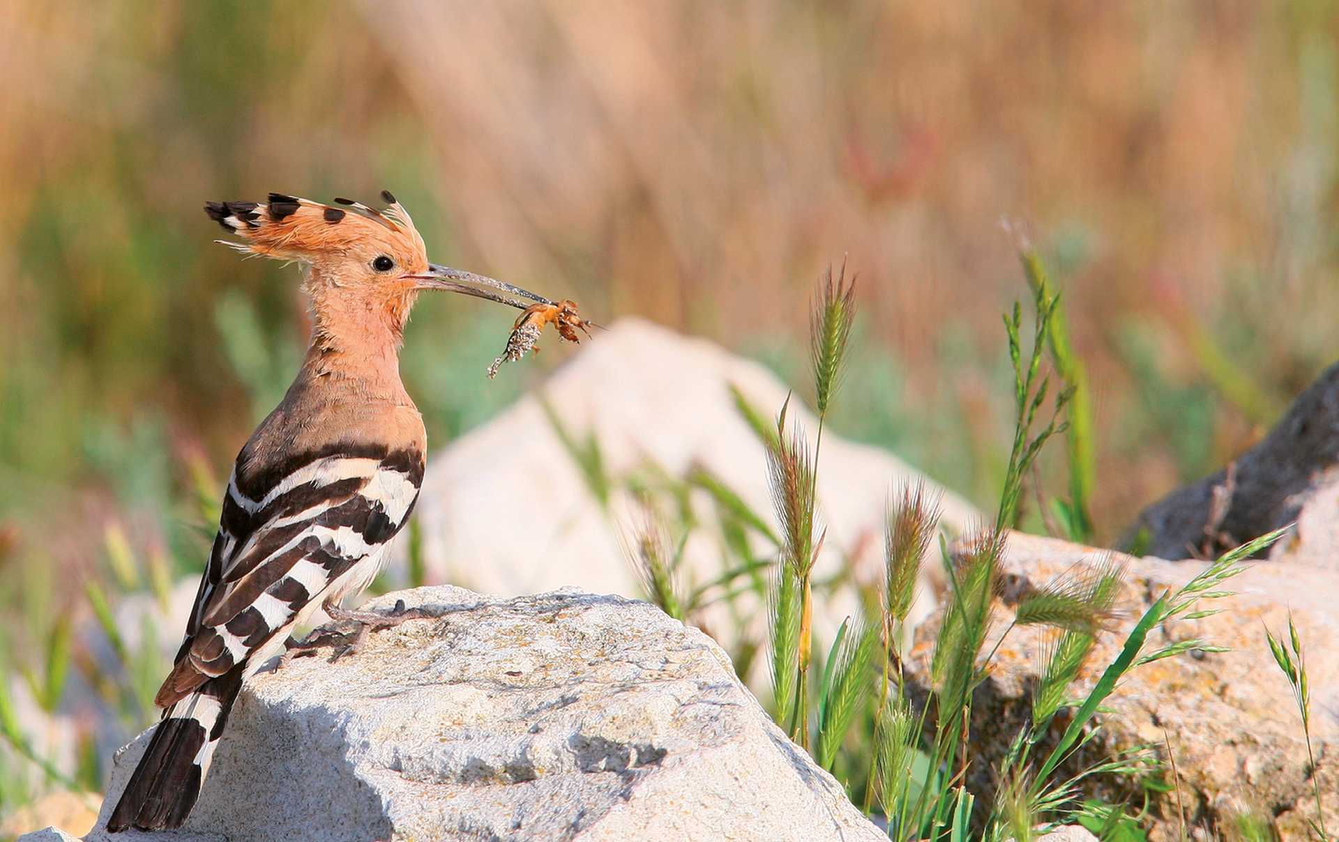 Eurasian hoopoe