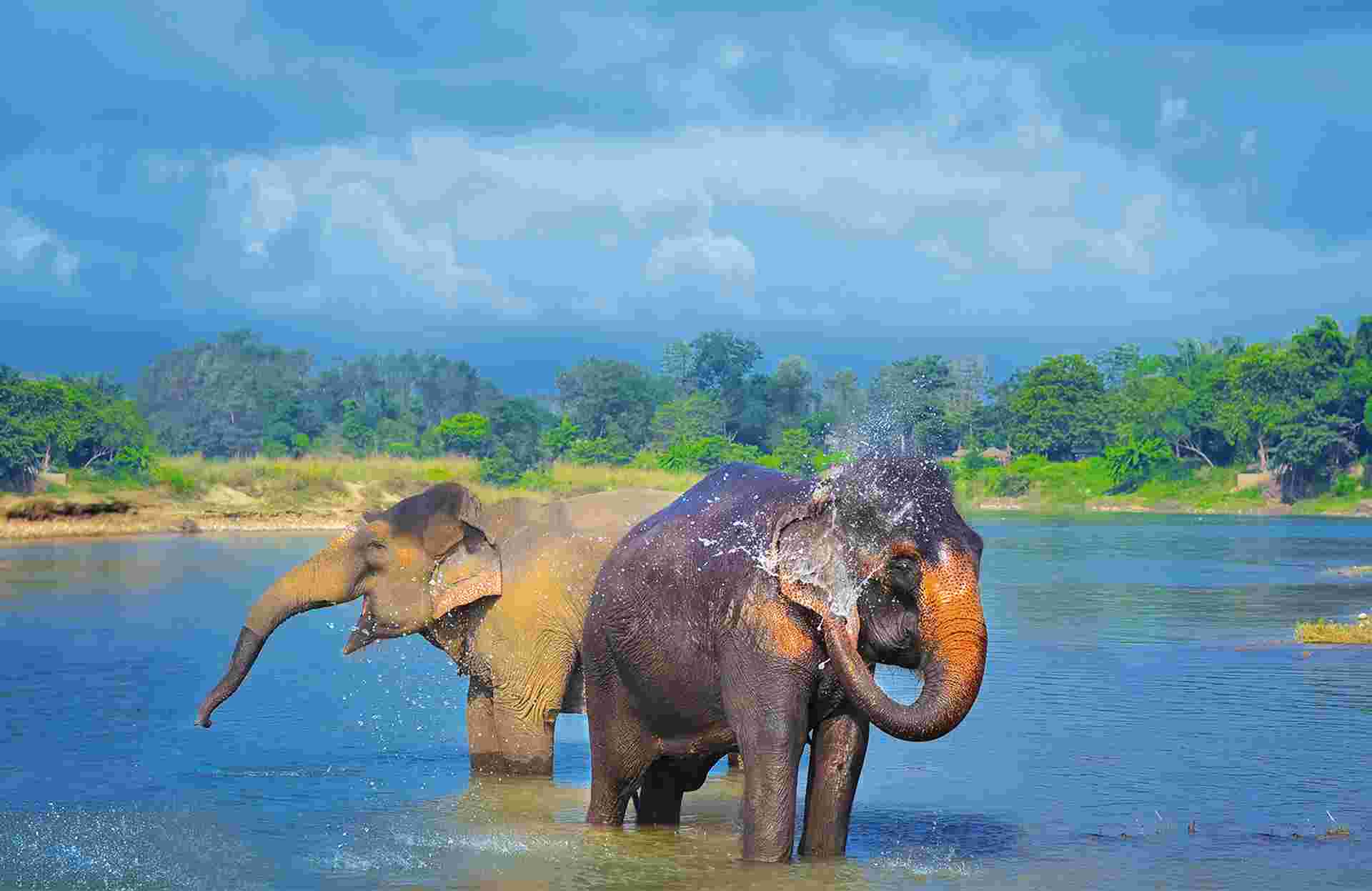 Cute Asian elephants blowing water out of his trunk in Chitwan N.P. Nepal