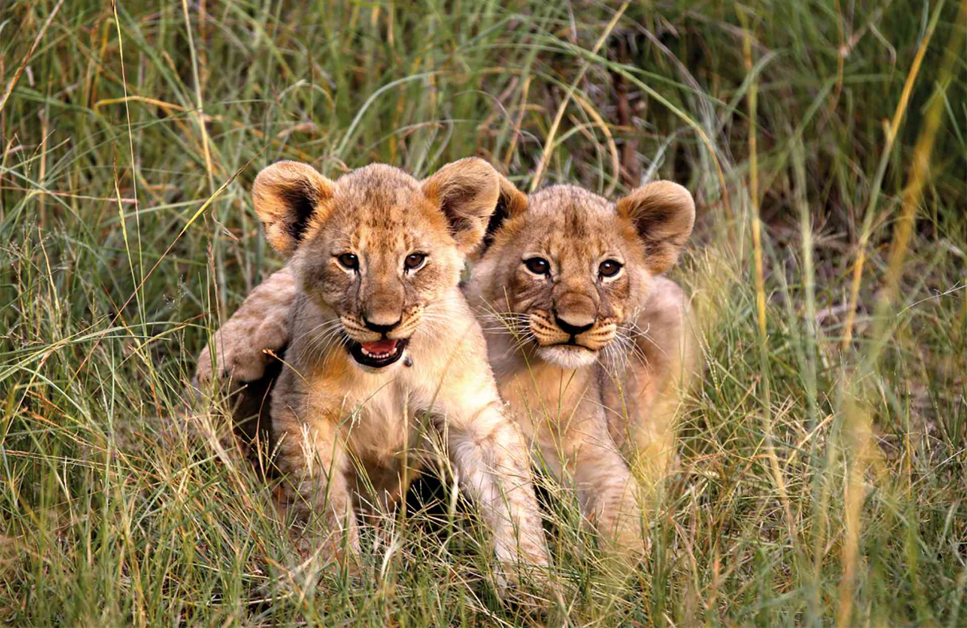 Lion cubs in Mabula Game Reserve