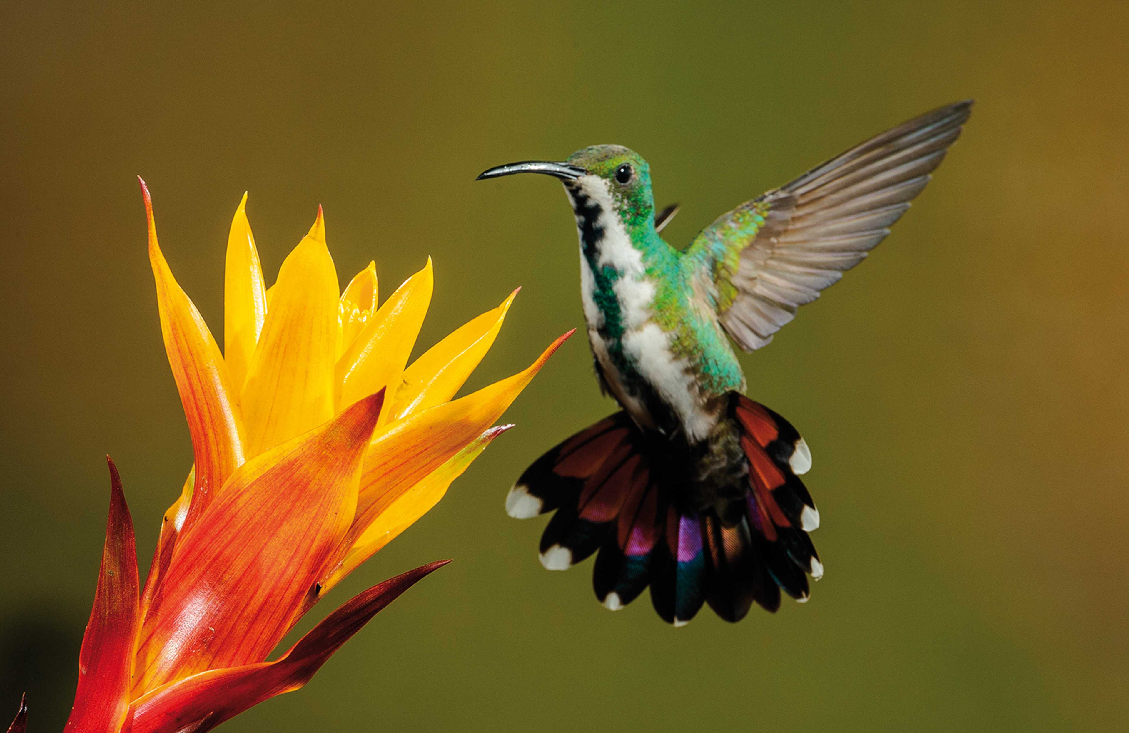Costa Rica'S Volcanic Wonders: A Geographic Journey - jnb24wo