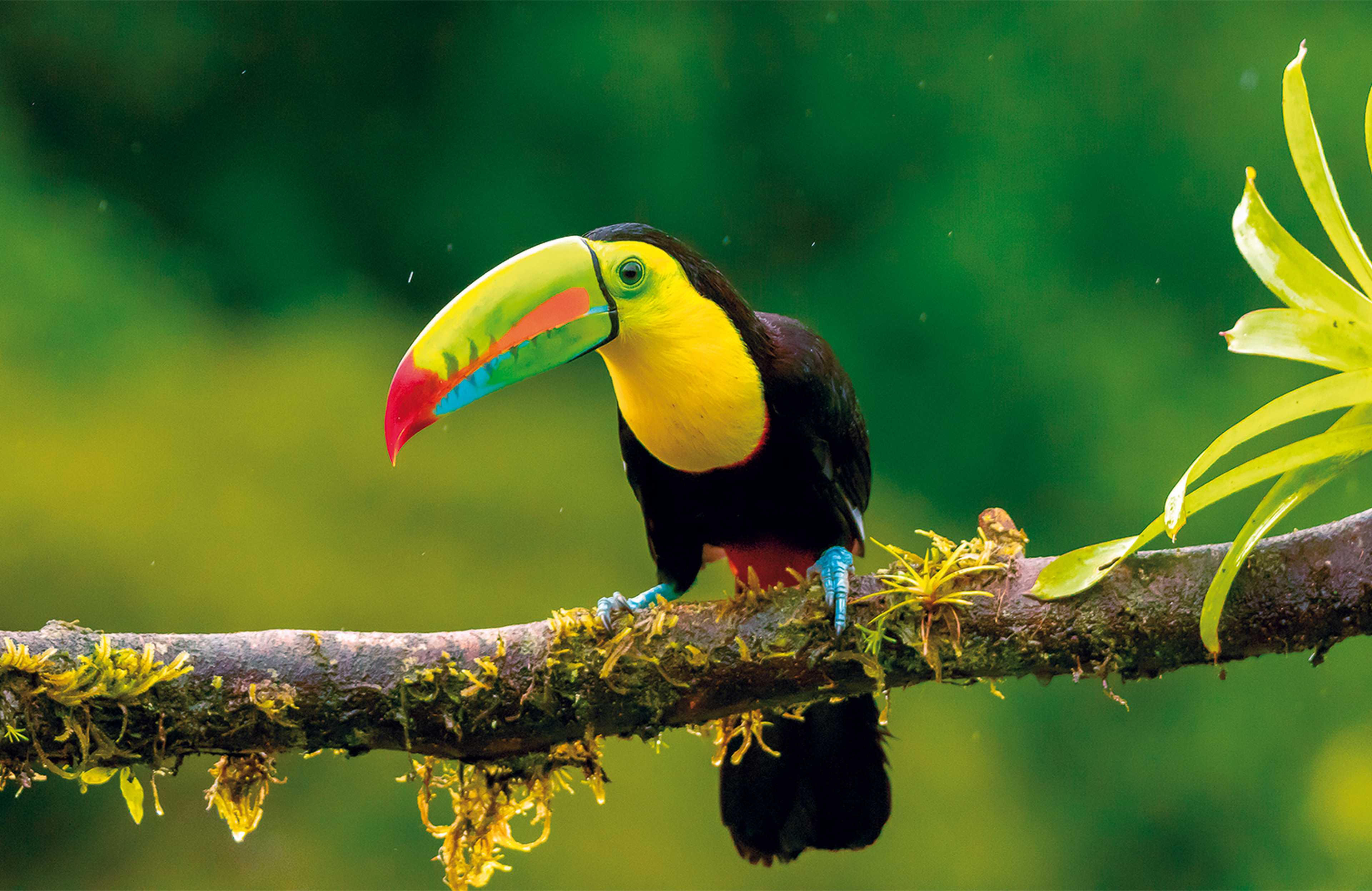 Wild Costa Rica