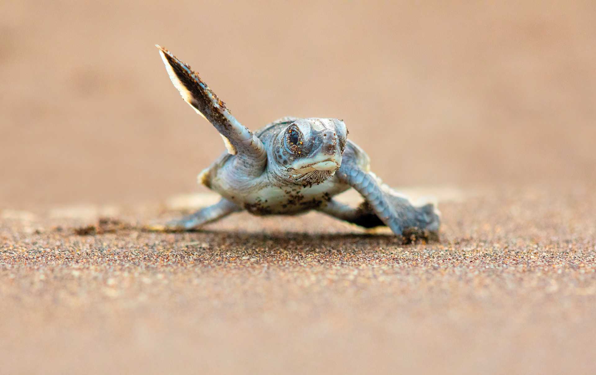 Baby green turtle