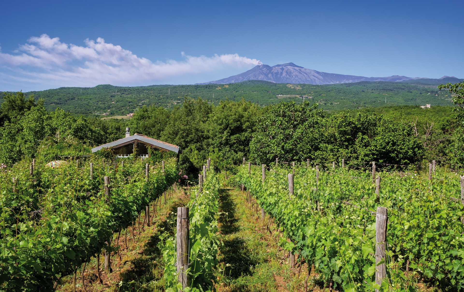 Nerello Mascalese thrives in the volcanic soil of Mount Etna