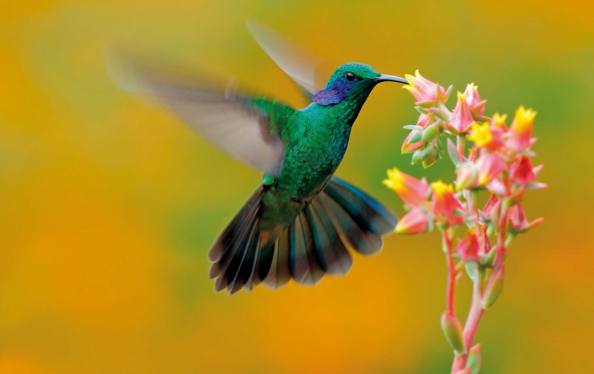 Green violet-ear hummingbird