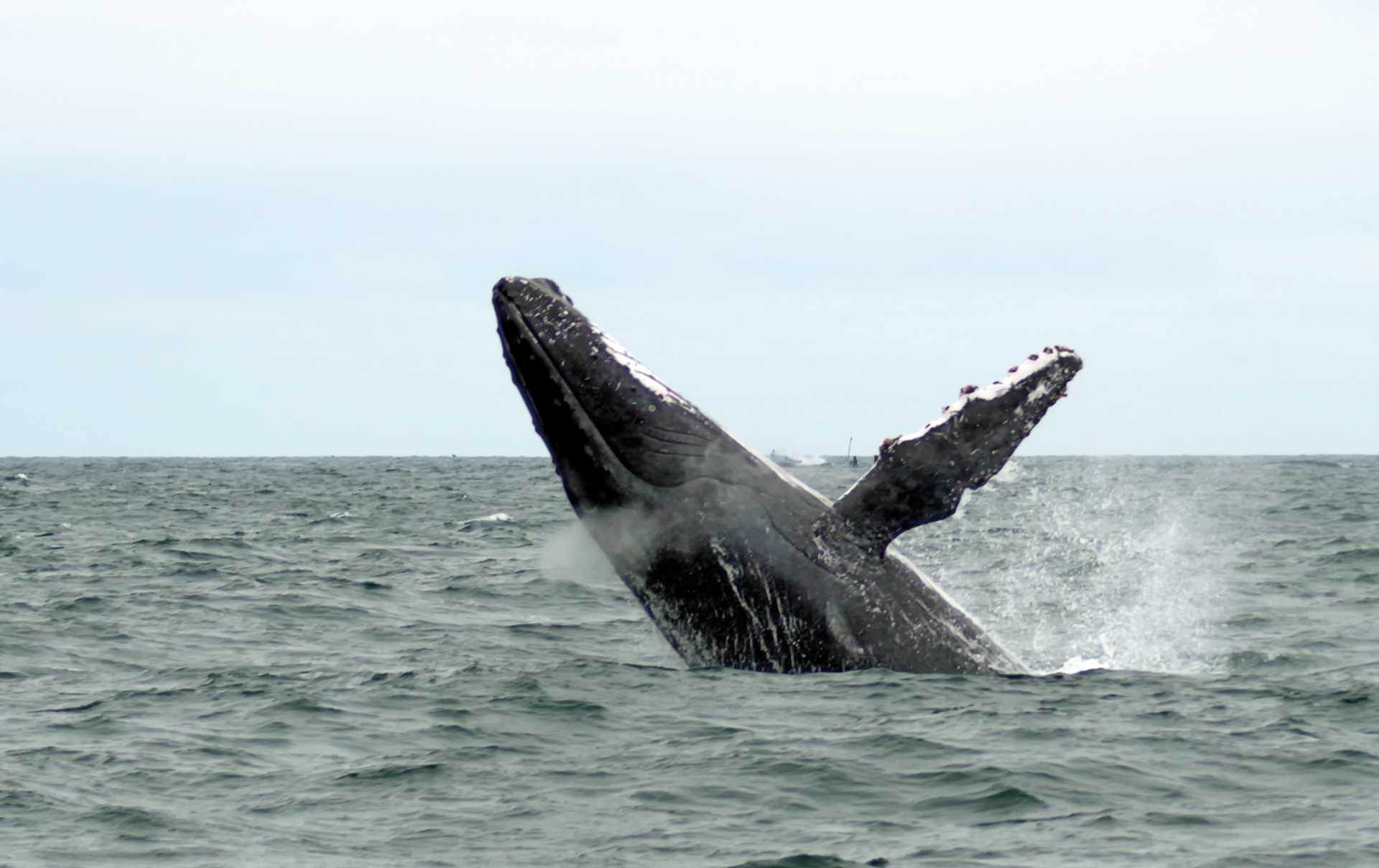 Humpback whale, Ecuador
