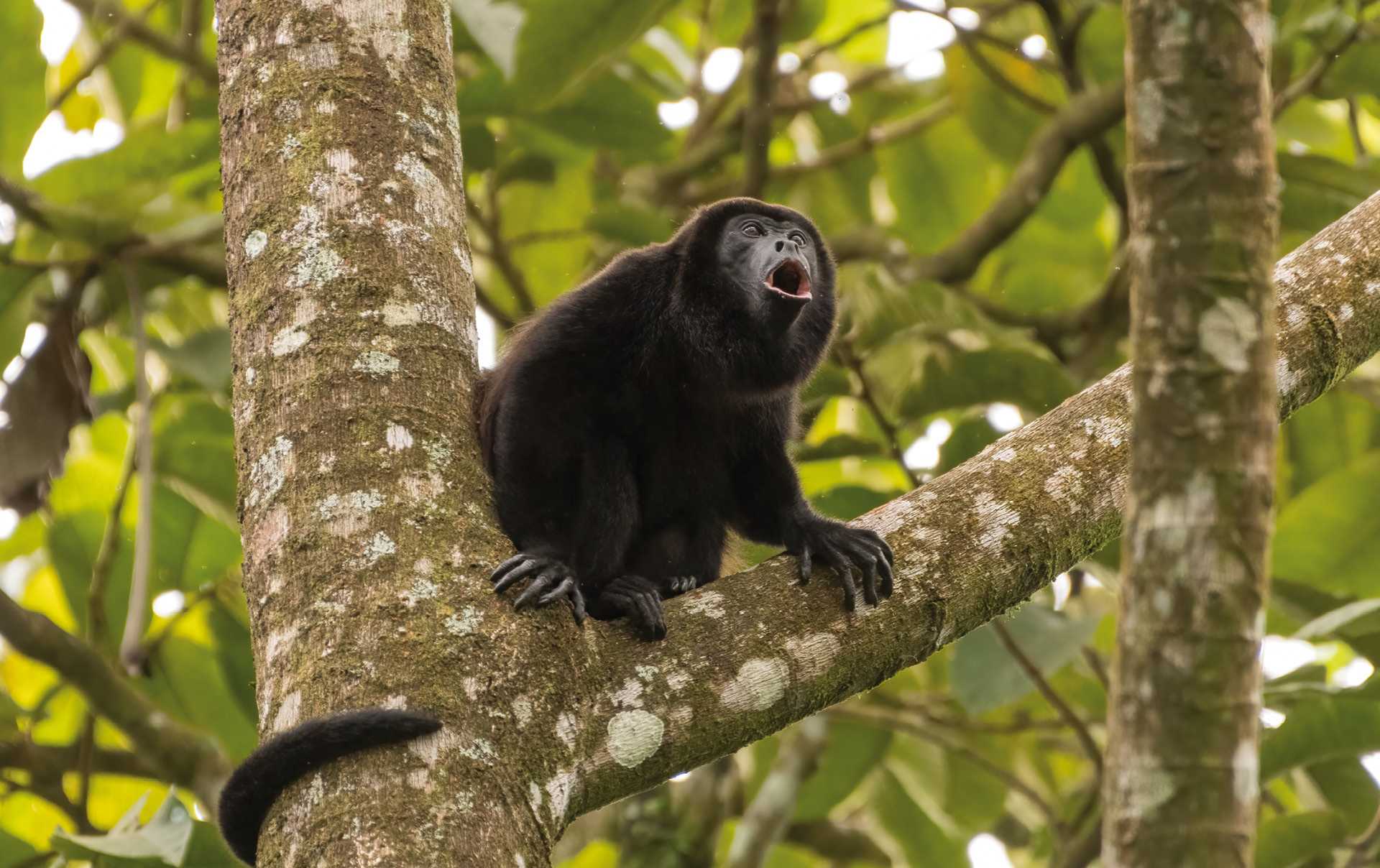 Howler monkey