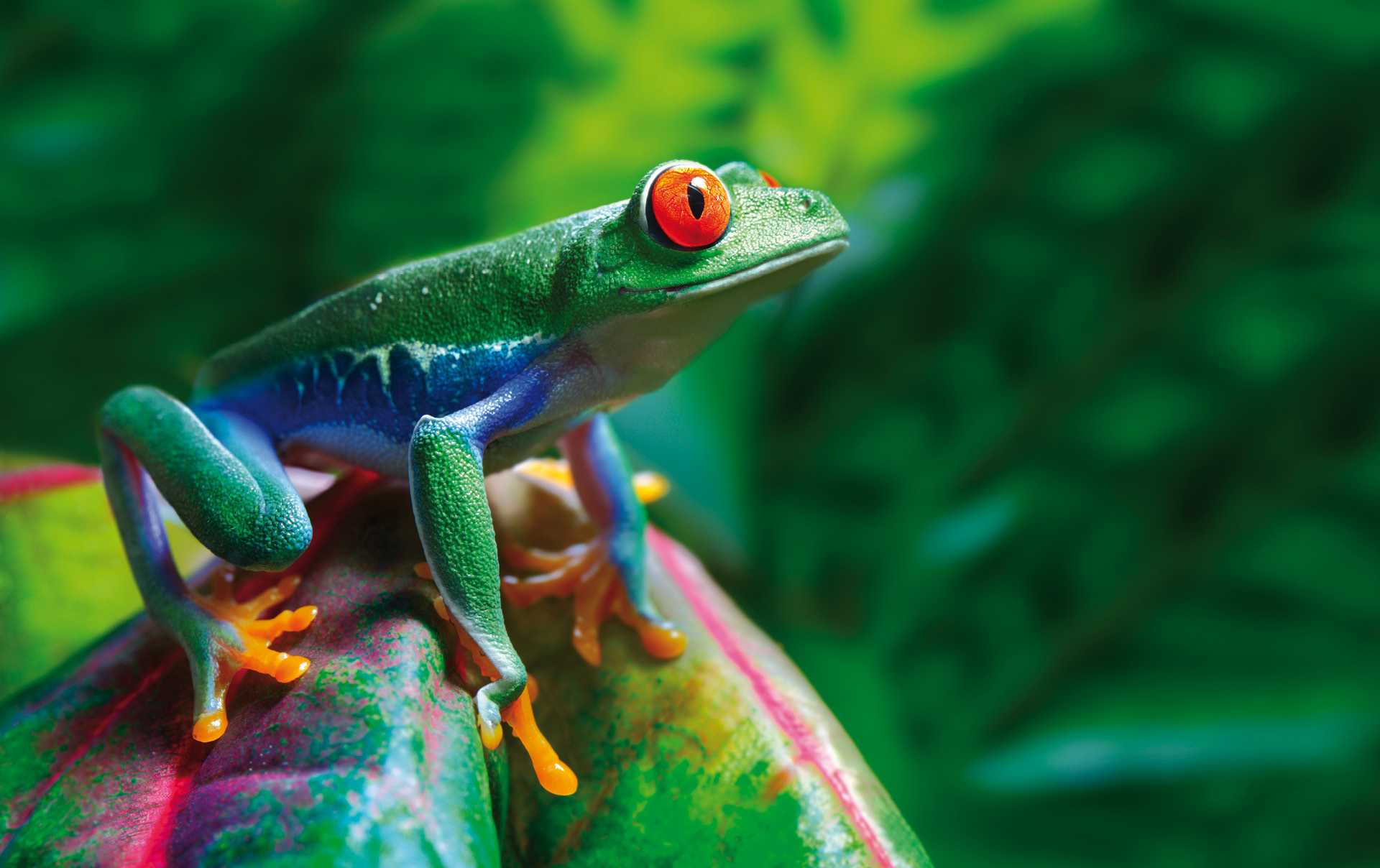 A colourful Red-Eyed Tree Frog